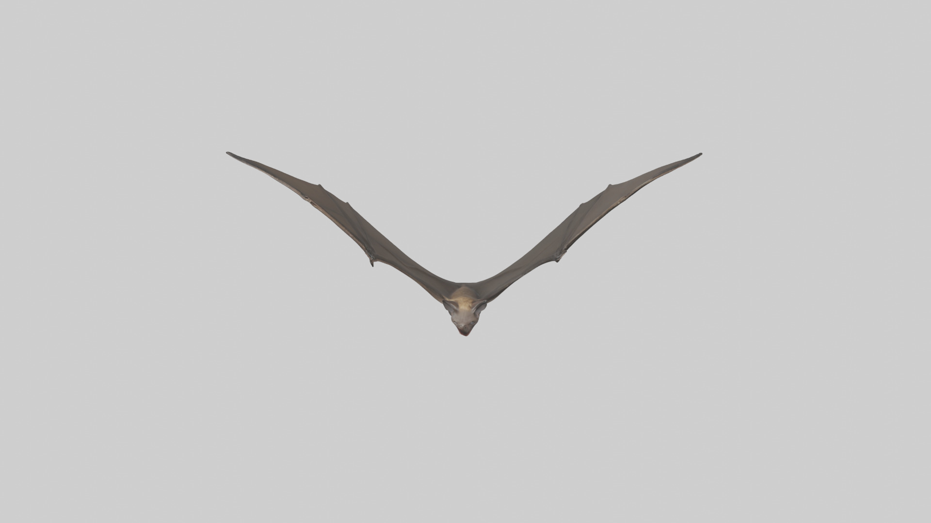Fishing Bat flying model Low-poly 3D model_26