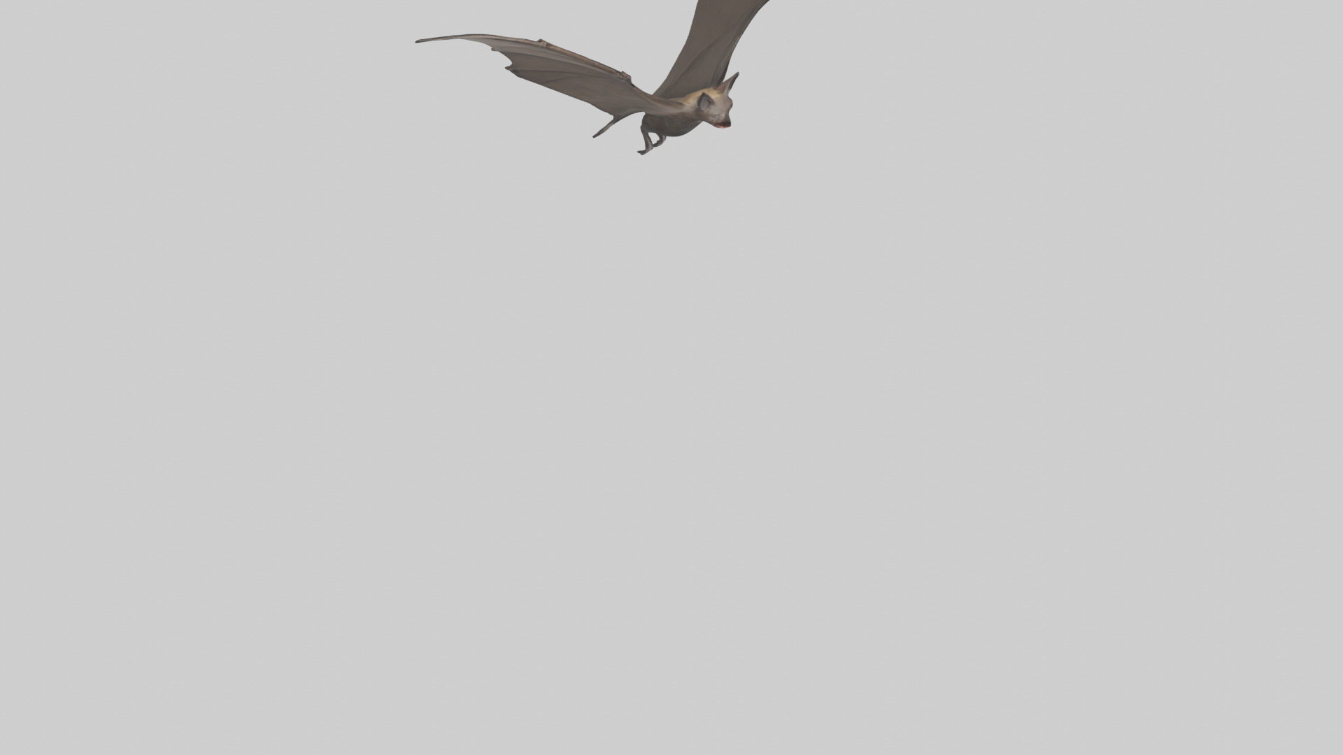 Fishing Bat flying model Low-poly 3D model_8