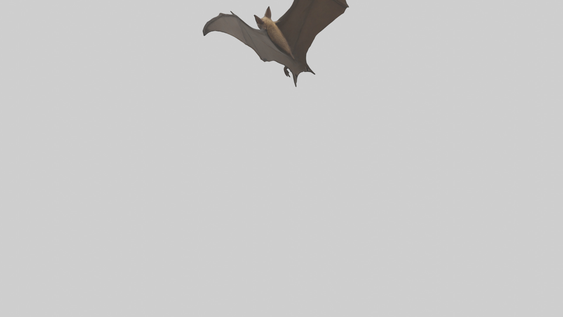 Fishing Bat flying model Low-poly 3D model_5