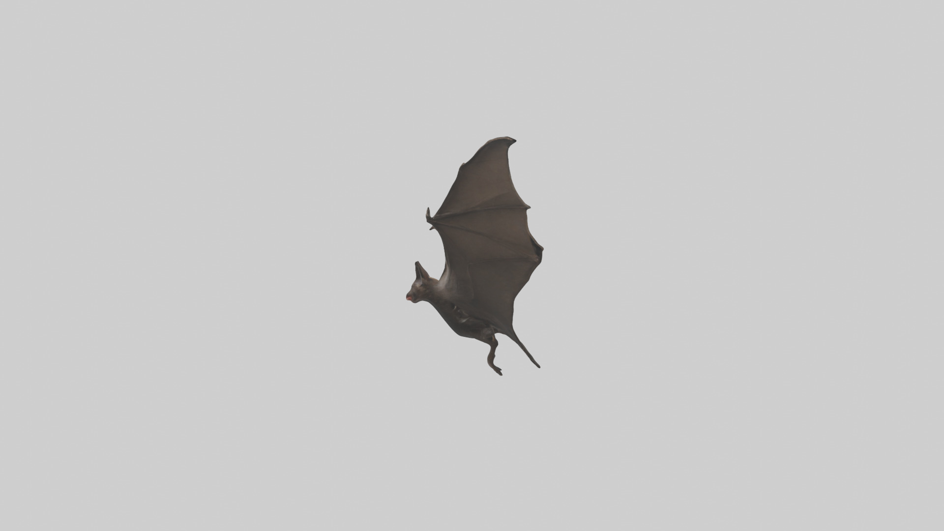 Fishing Bat flying model Low-poly 3D model_22