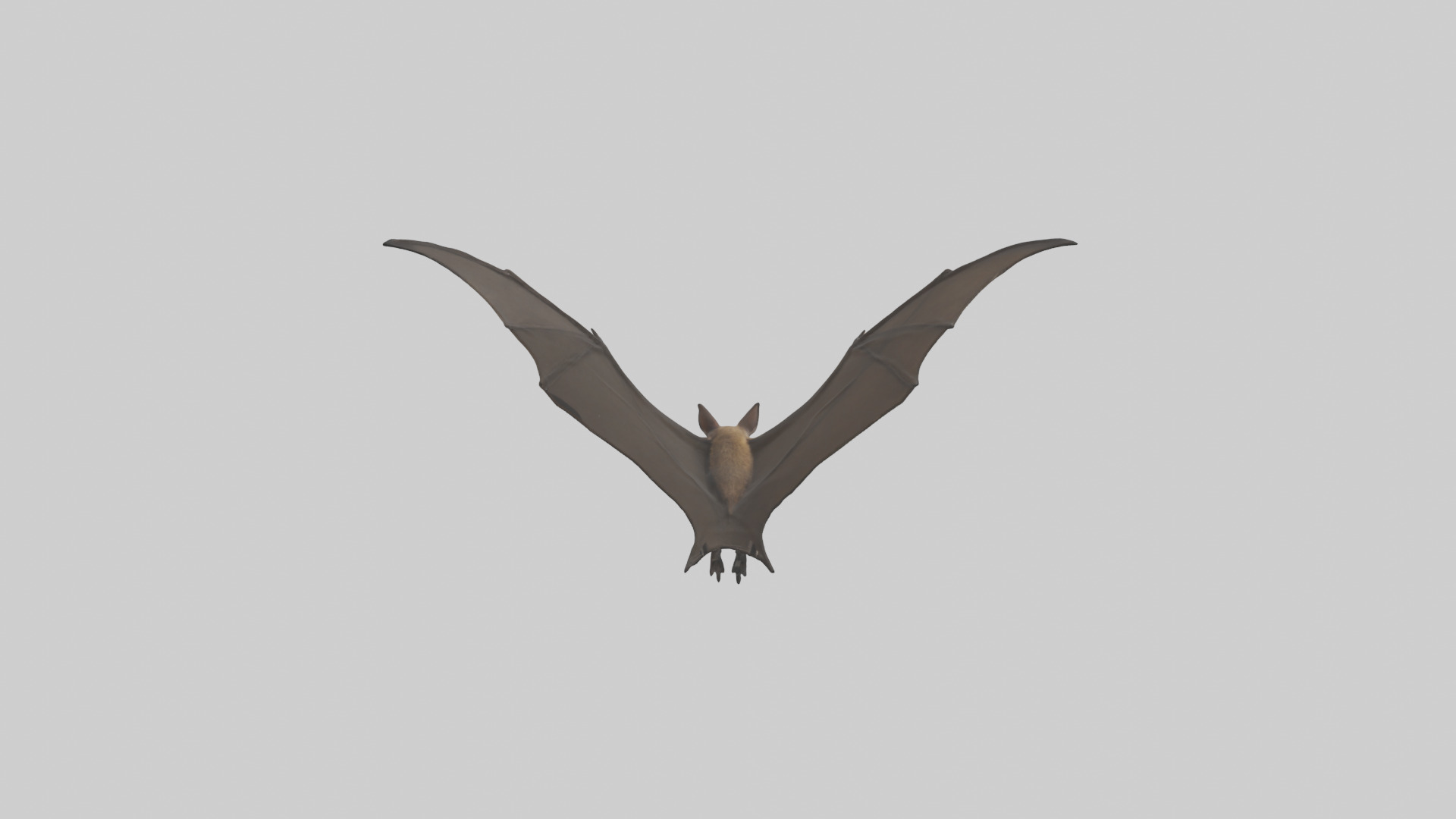 Fishing Bat flying model Low-poly 3D model_2