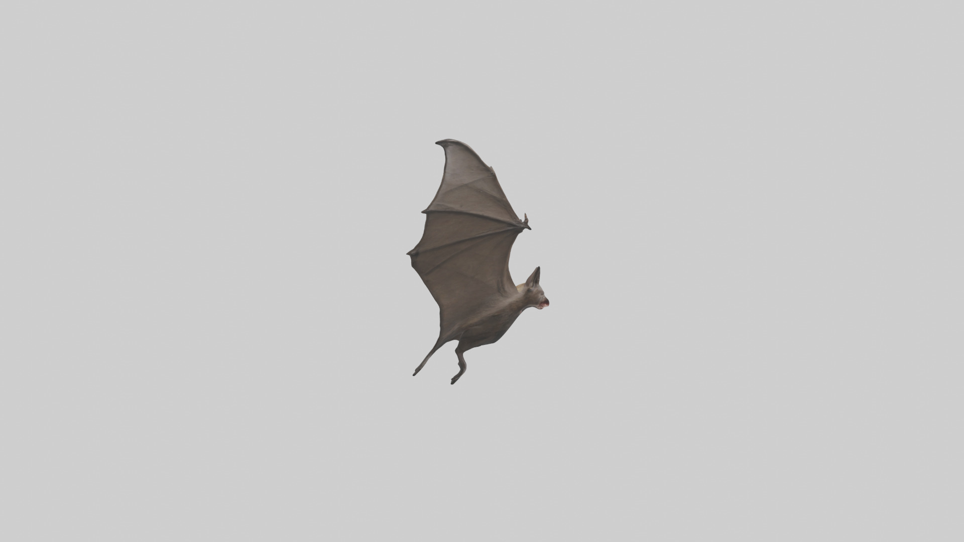Fishing Bat flying model Low-poly 3D model_23