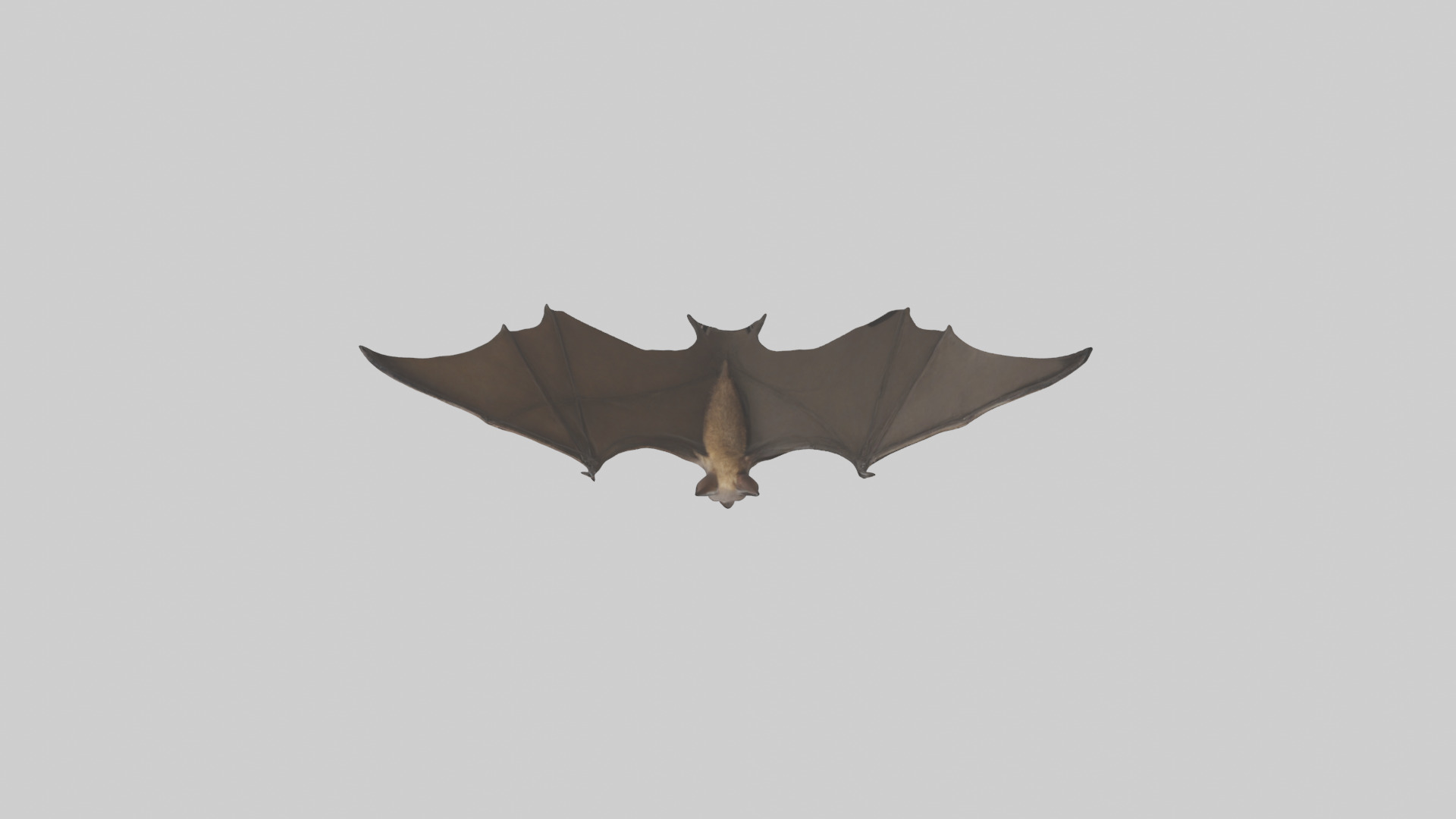 Fishing Bat flying model Low-poly 3D model_24