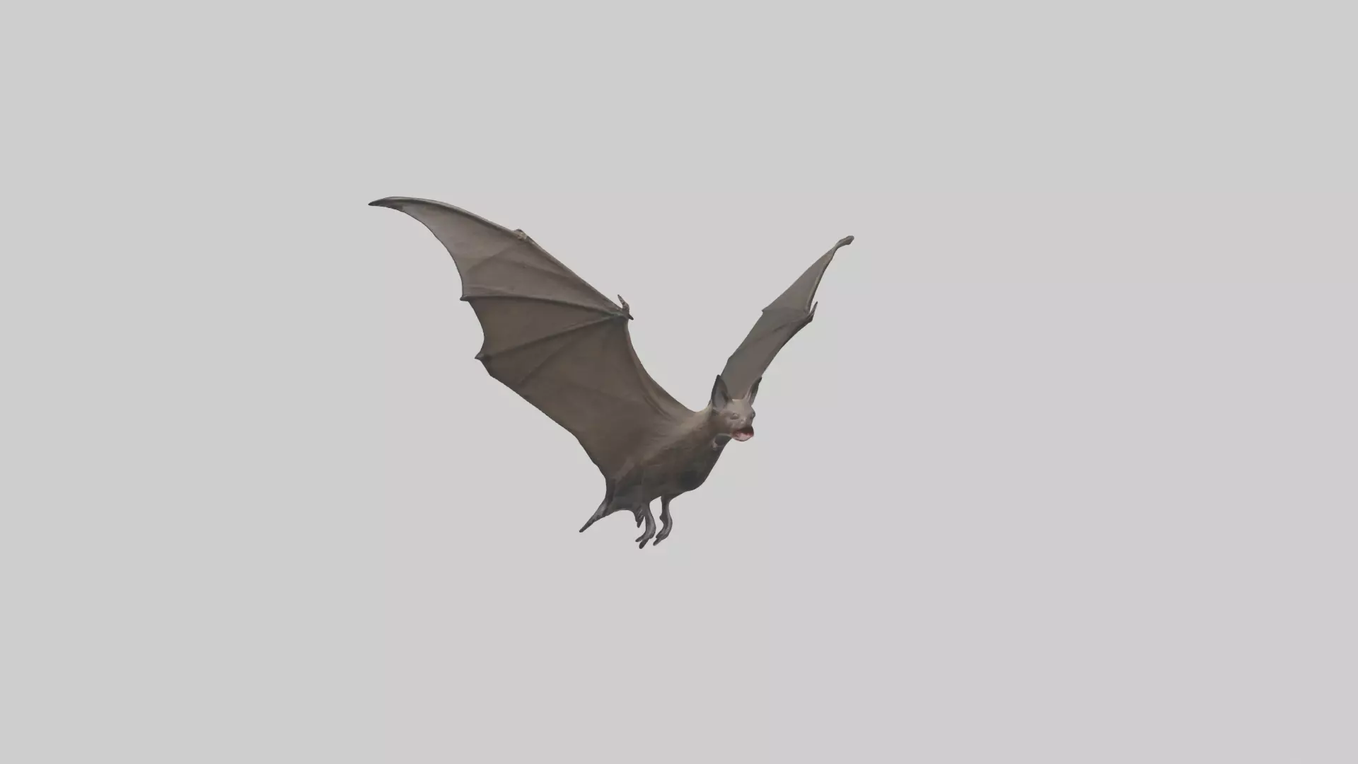 Fishing Bat flying model Low-poly 3D model_0