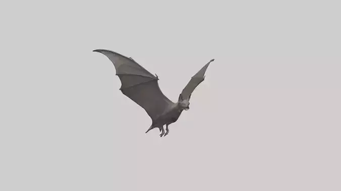 Fishing Bat flying model