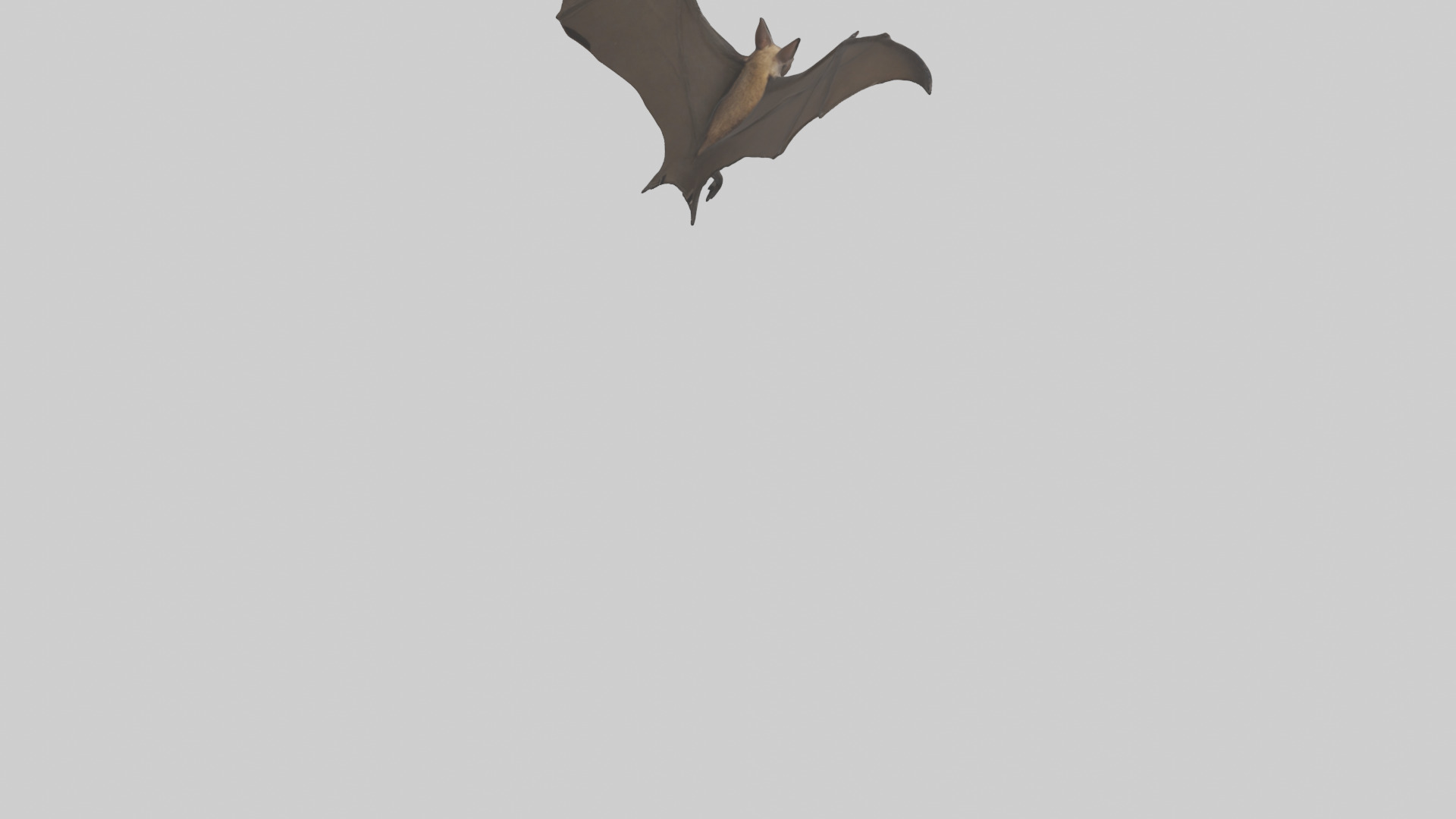 Fishing Bat flying model Low-poly 3D model_6