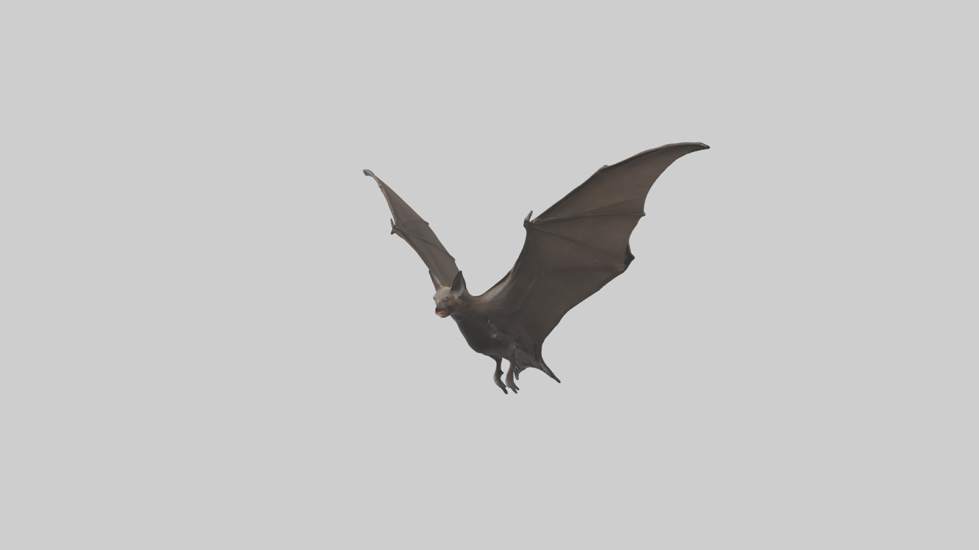 Fishing Bat flying model Low-poly 3D model_9