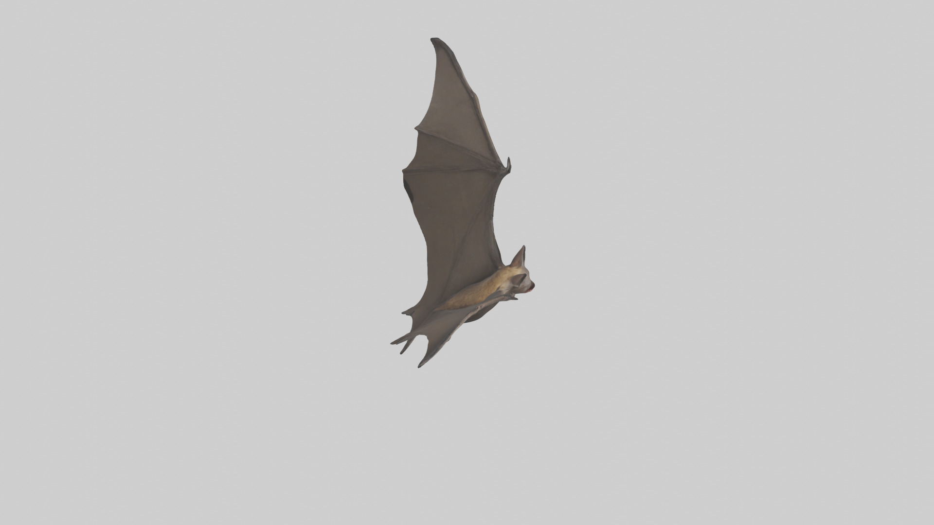 Fishing Bat flying model Low-poly 3D model_28