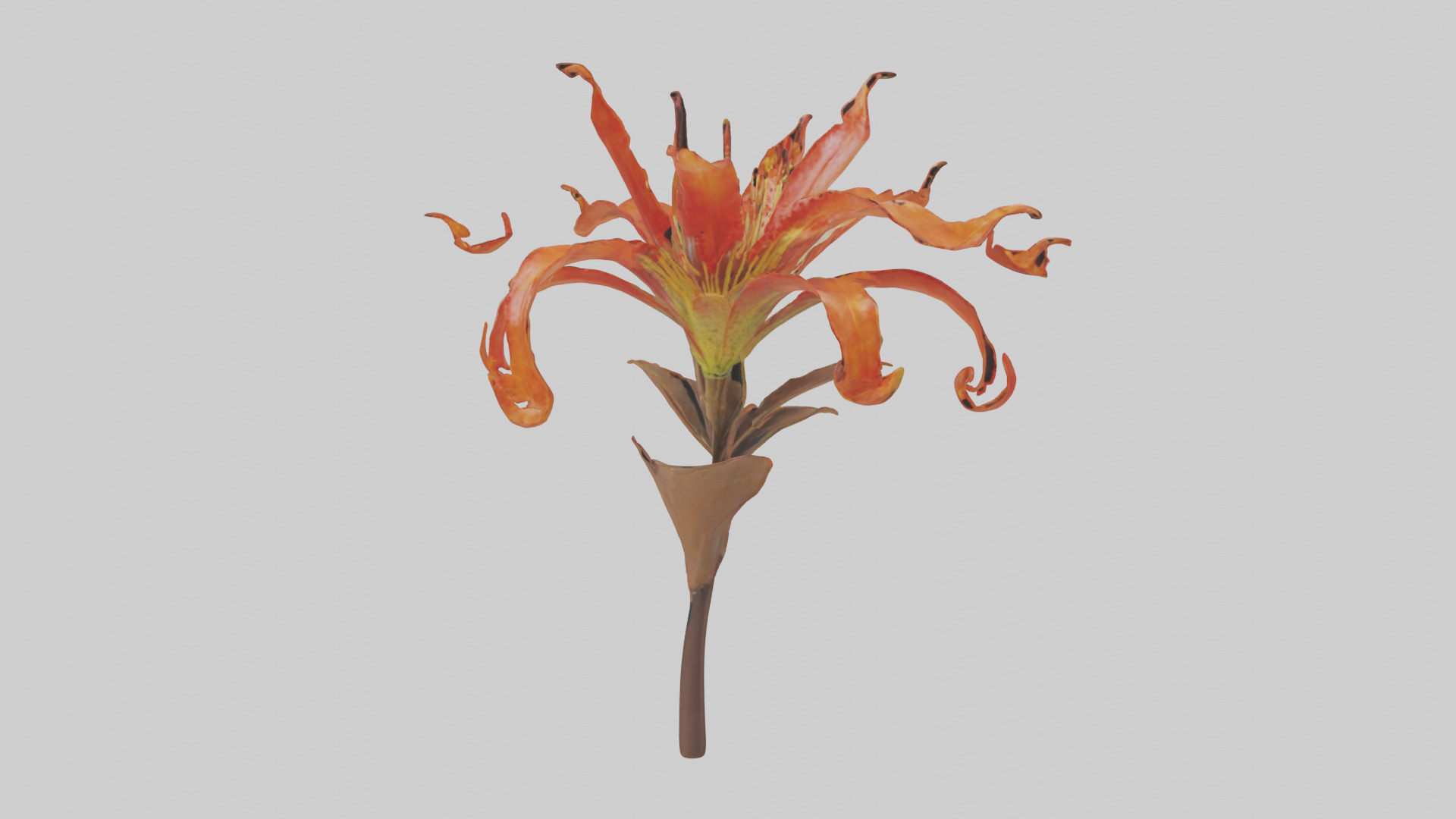 Flame Lily model Low-poly 3D model_12