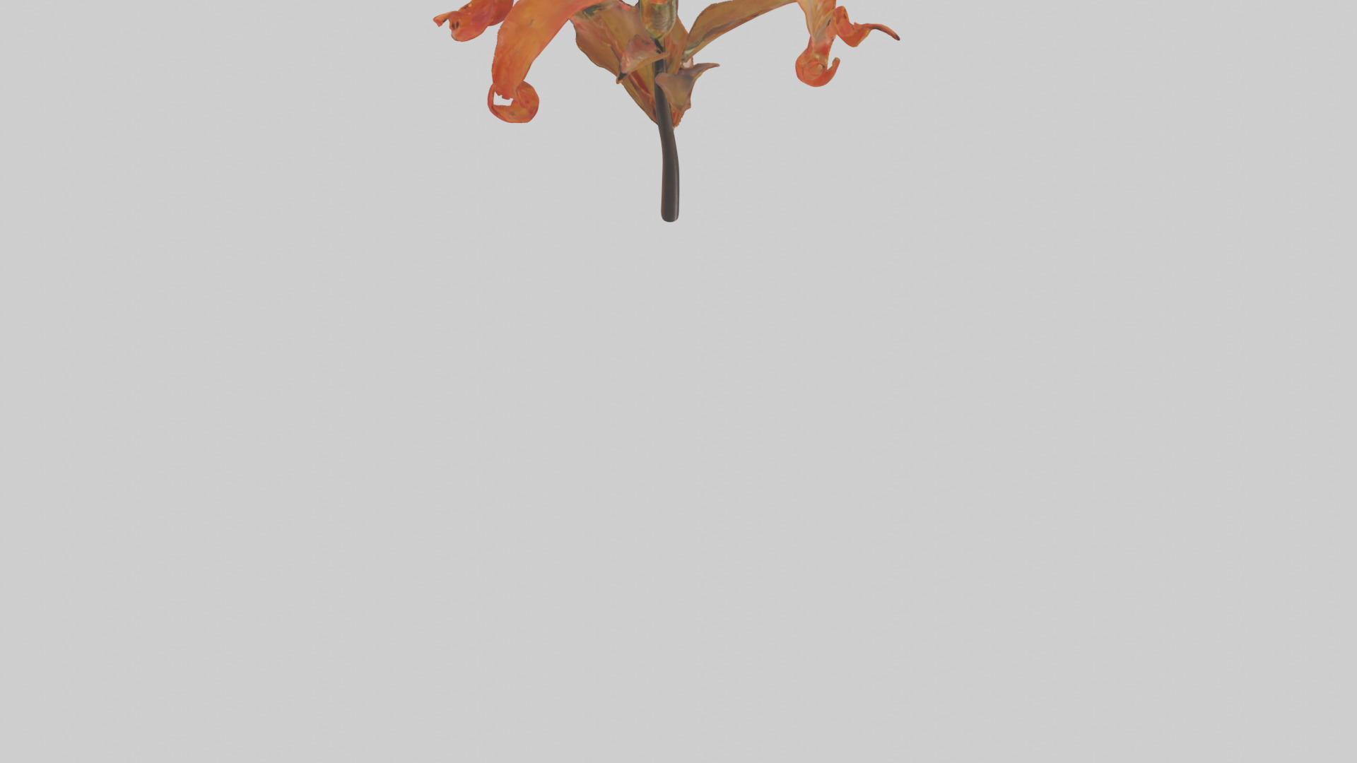 Flame Lily model Low-poly 3D model_3