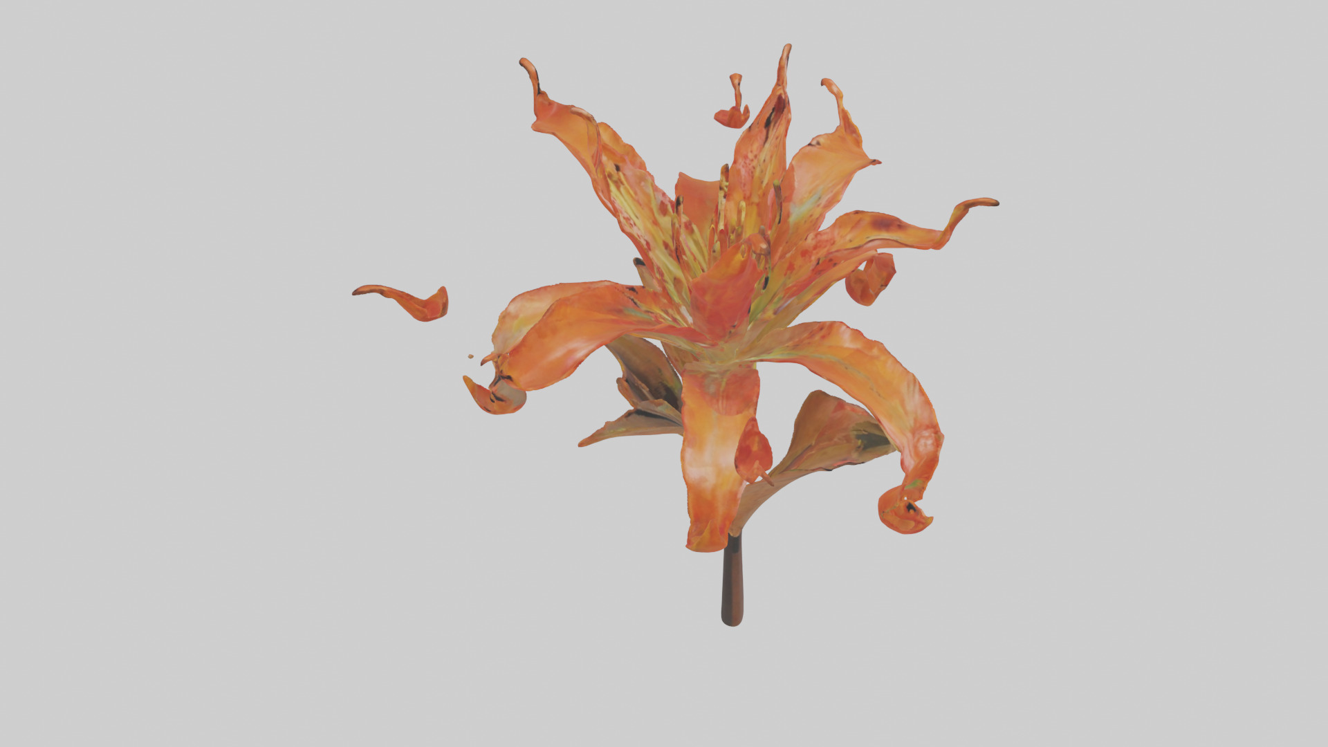 Flame Lily model Low-poly 3D model_28
