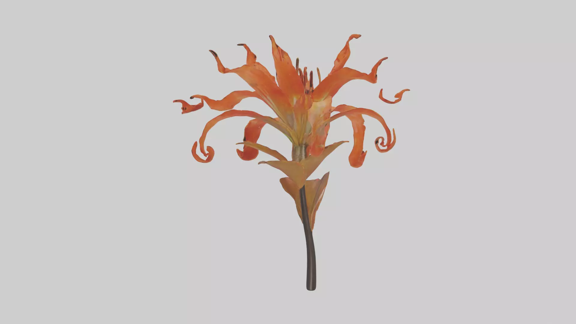 Flame Lily model Low-poly 3D model_0