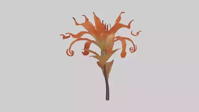 Flame Lily model