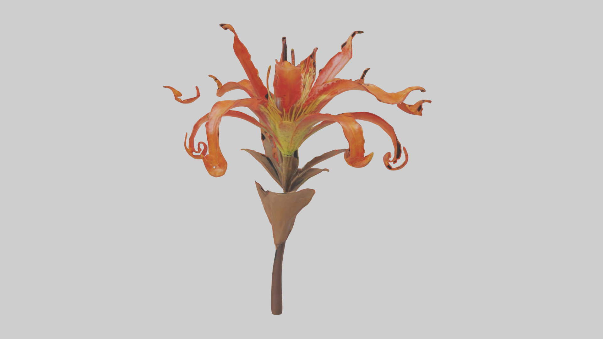 Flame Lily model Low-poly 3D model_19