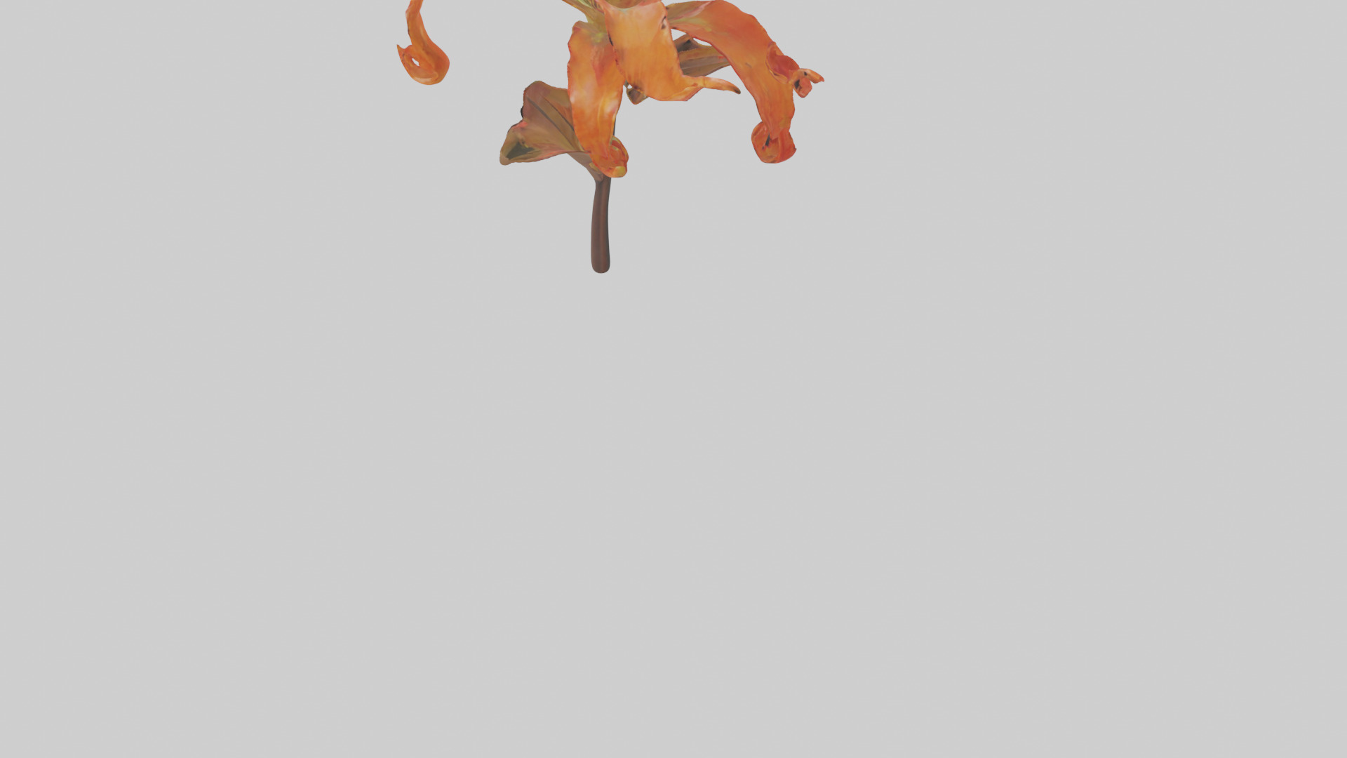 Flame Lily model Low-poly 3D model_5