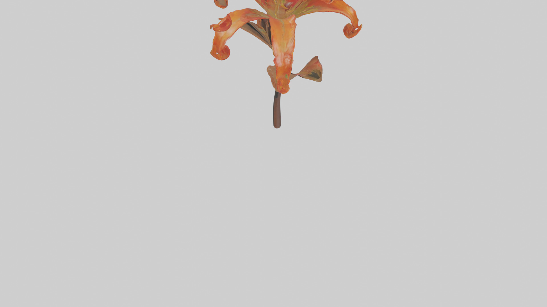 Flame Lily model Low-poly 3D model_6