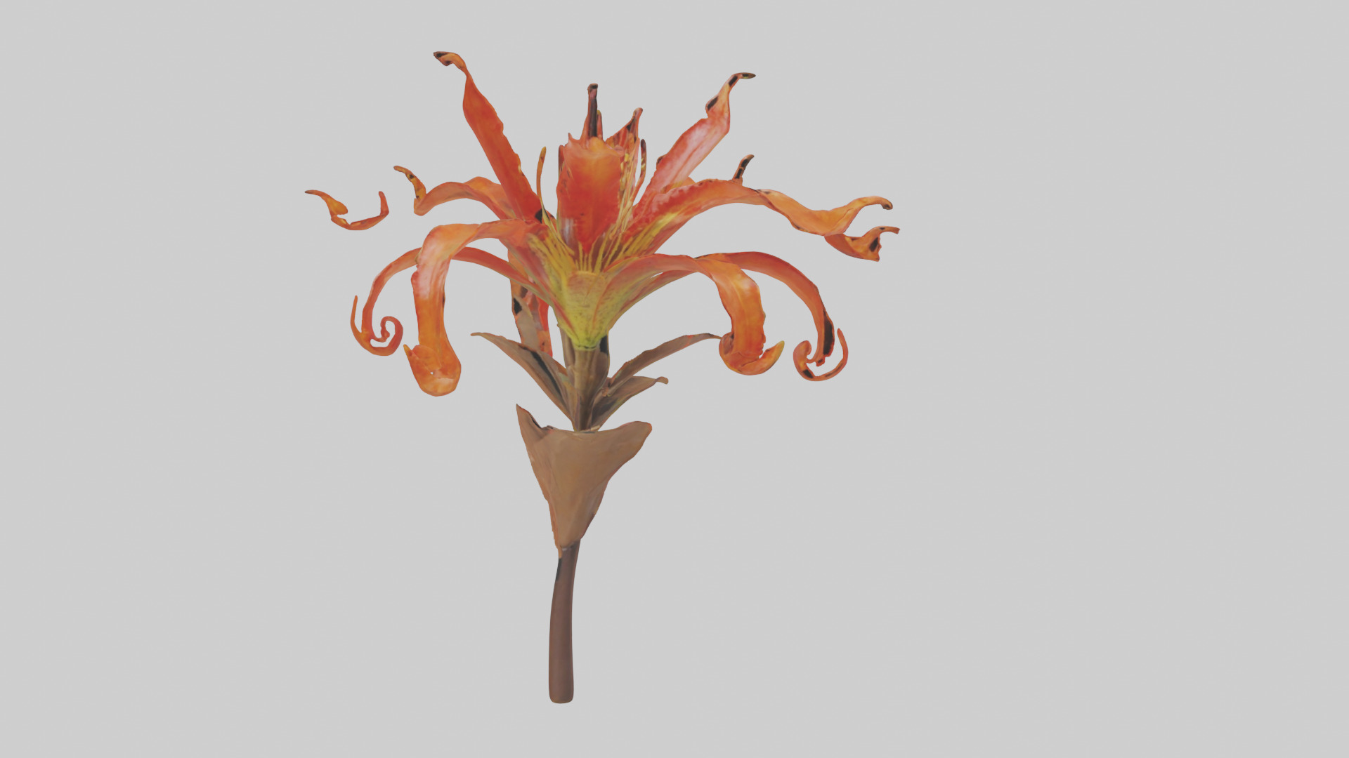 Flame Lily model Low-poly 3D model_20