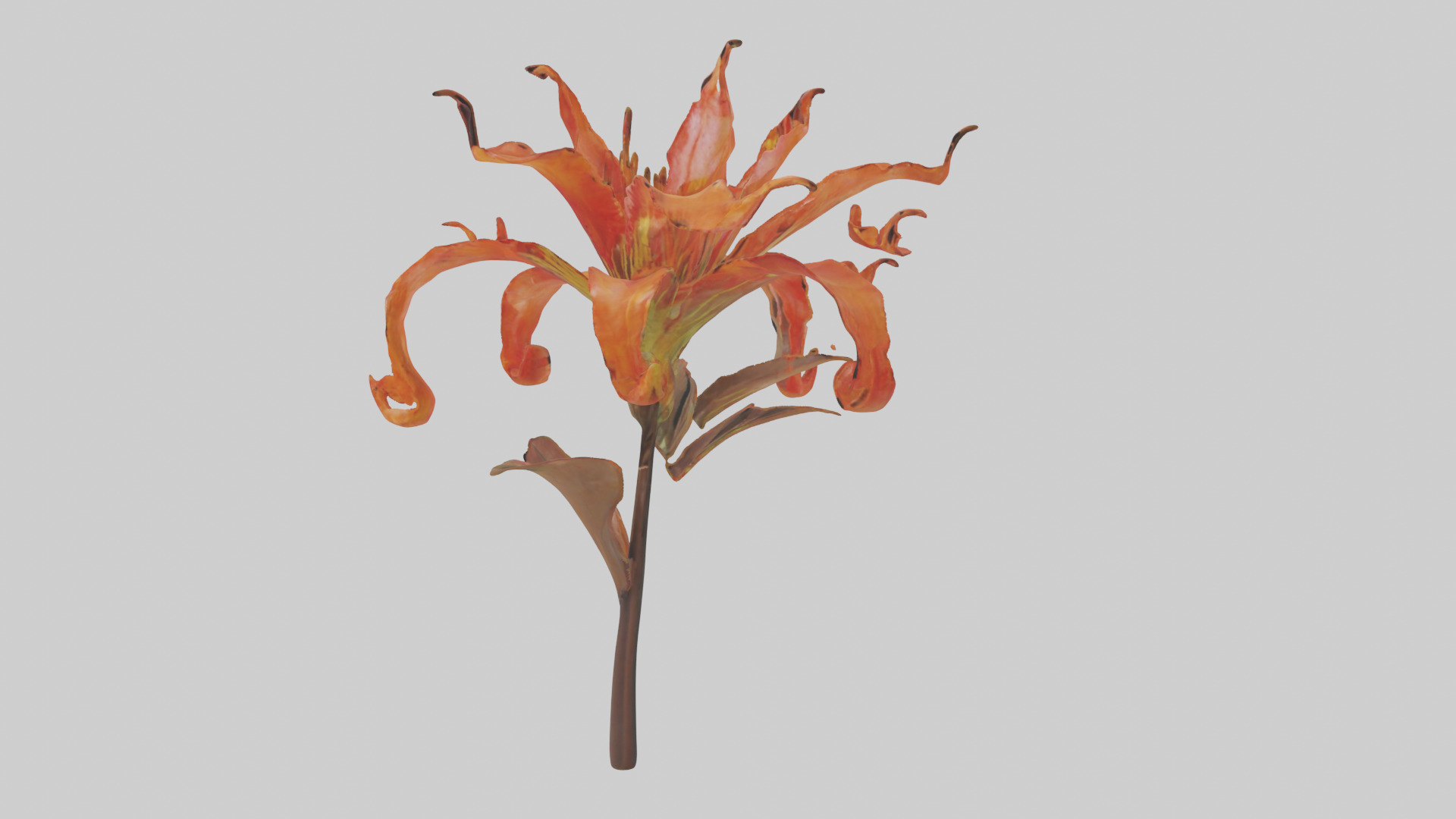 Flame Lily model Low-poly 3D model_8