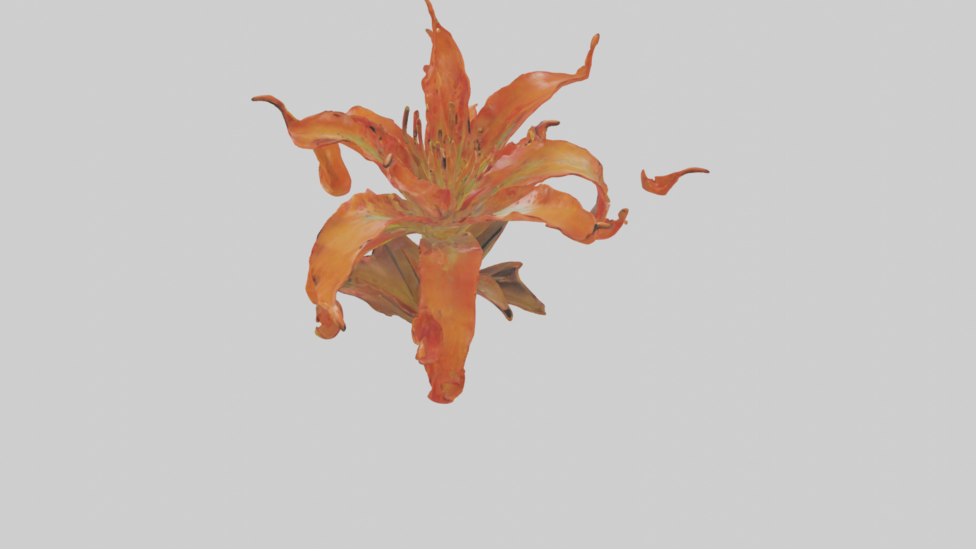Flame Lily model Low-poly 3D model_27