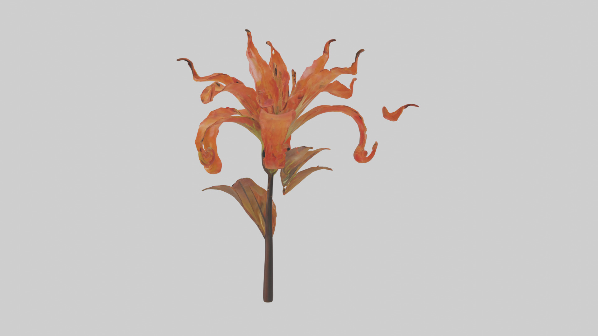 Flame Lily model Low-poly 3D model_22