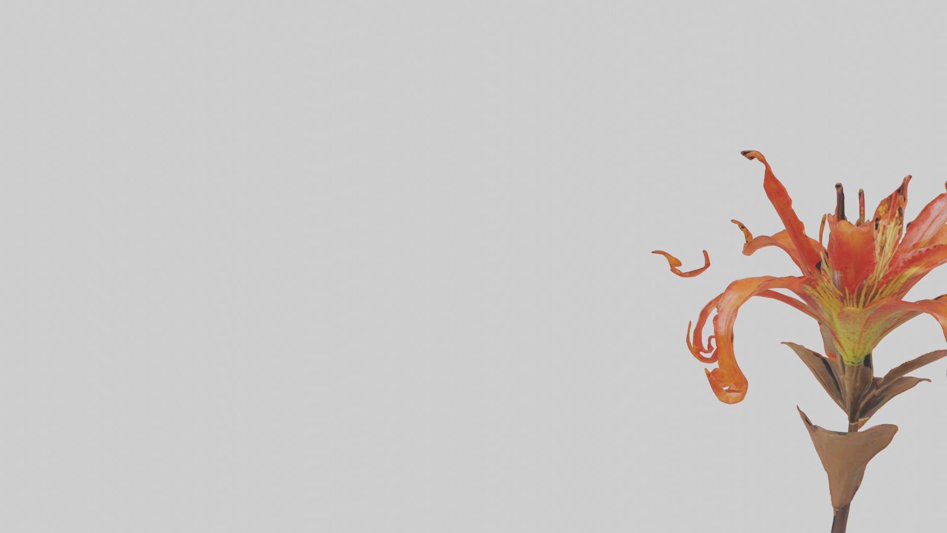 Flame Lily model Low-poly 3D model_21