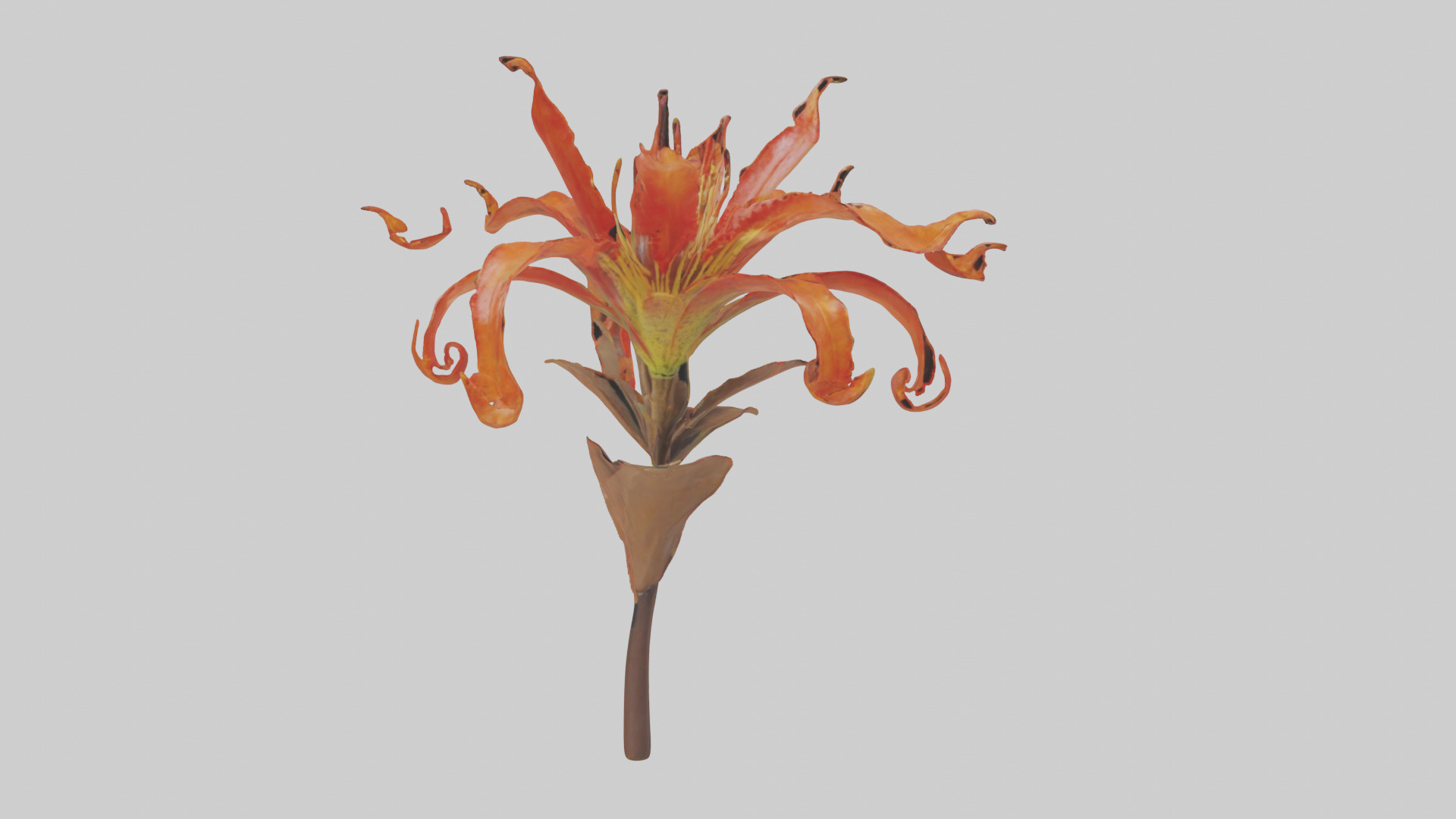 Flame Lily model Low-poly 3D model_17