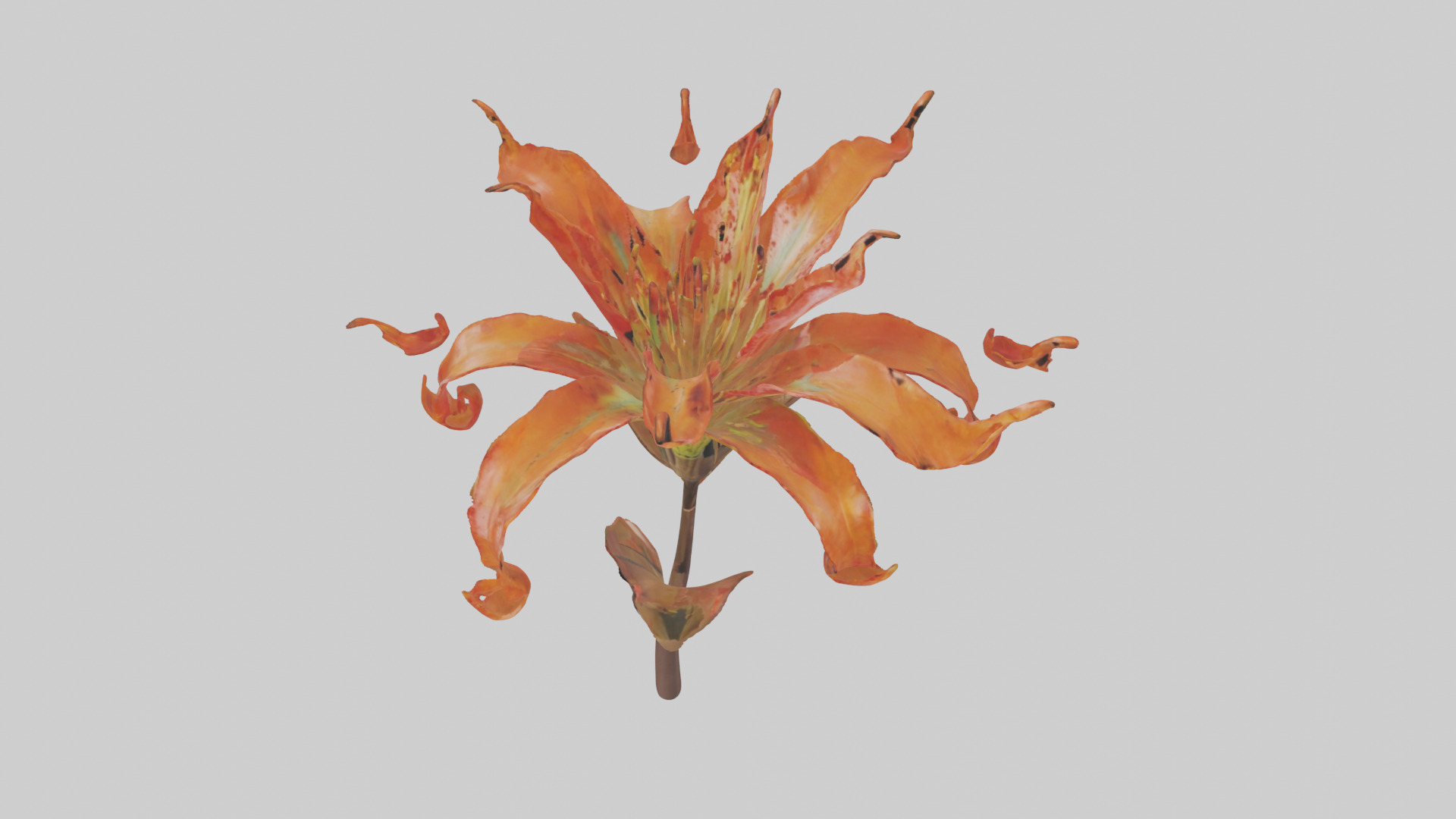 Flame Lily model Low-poly 3D model_26