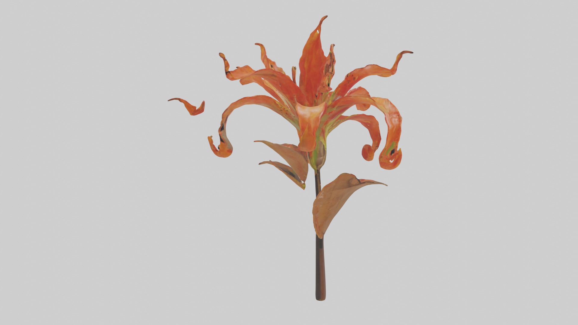 Flame Lily model Low-poly 3D model_23