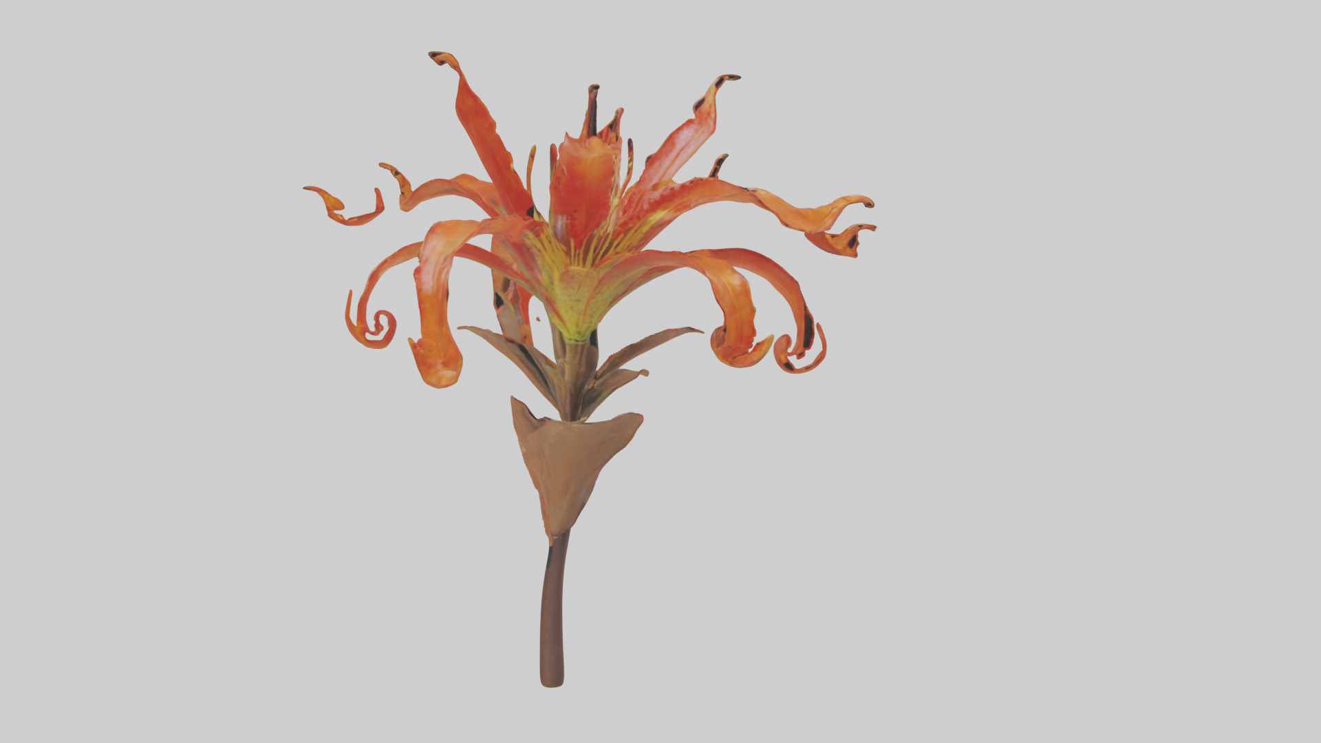 Flame Lily model Low-poly 3D model_18