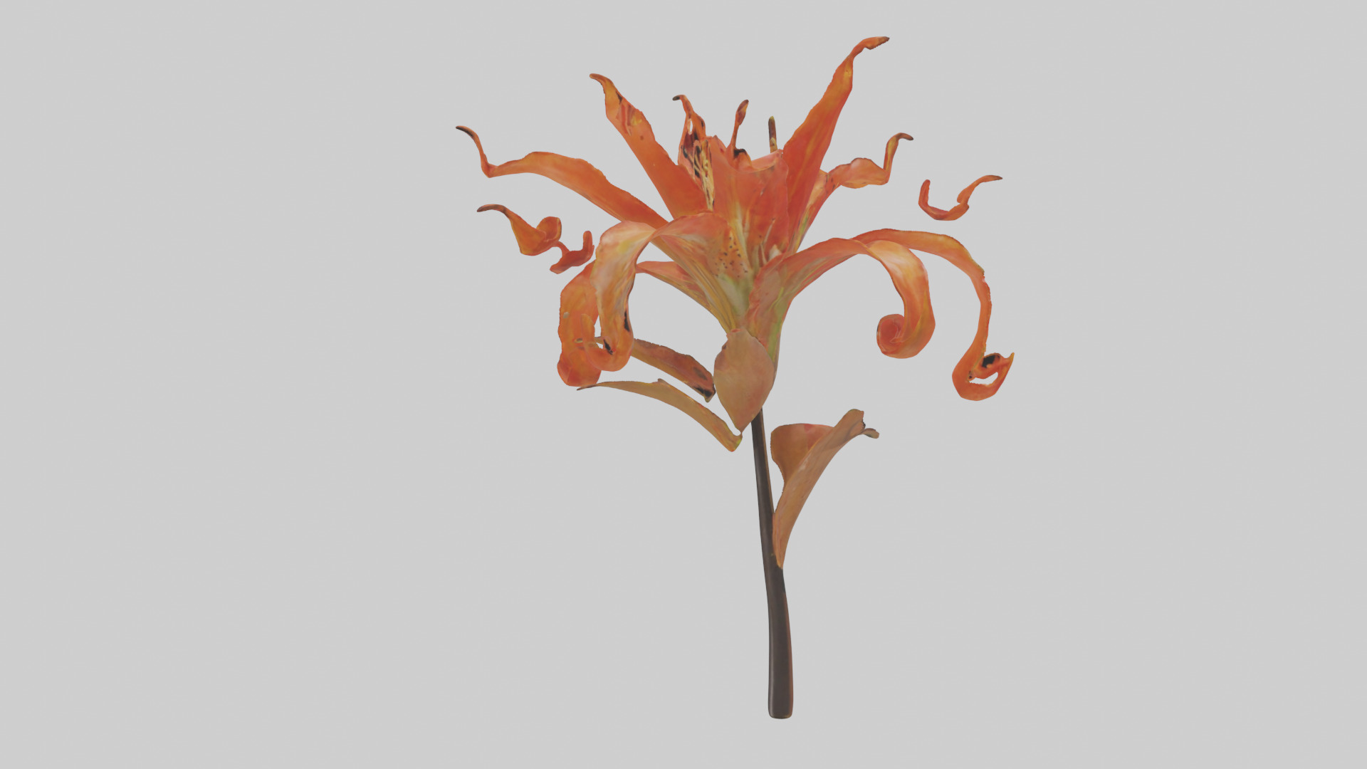 Flame Lily model Low-poly 3D model_2