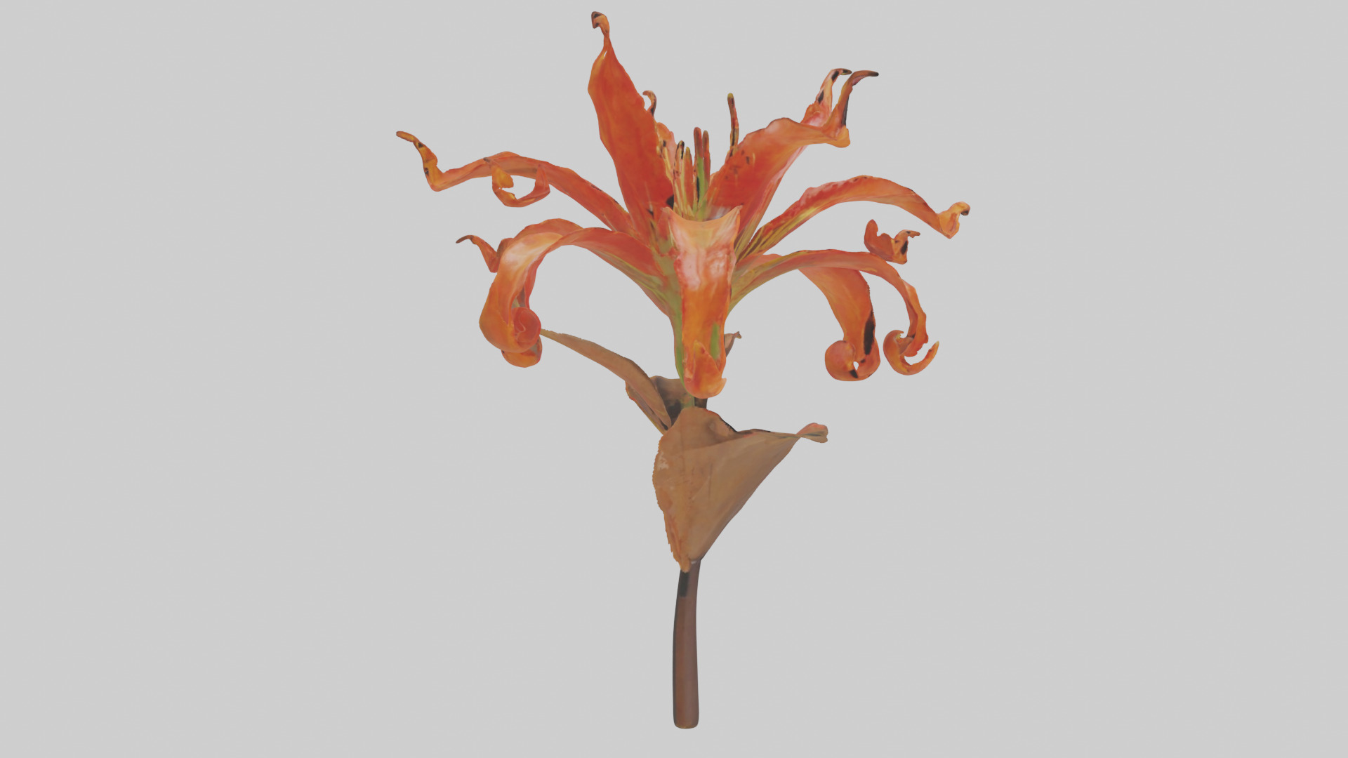 Flame Lily model Low-poly 3D model_7