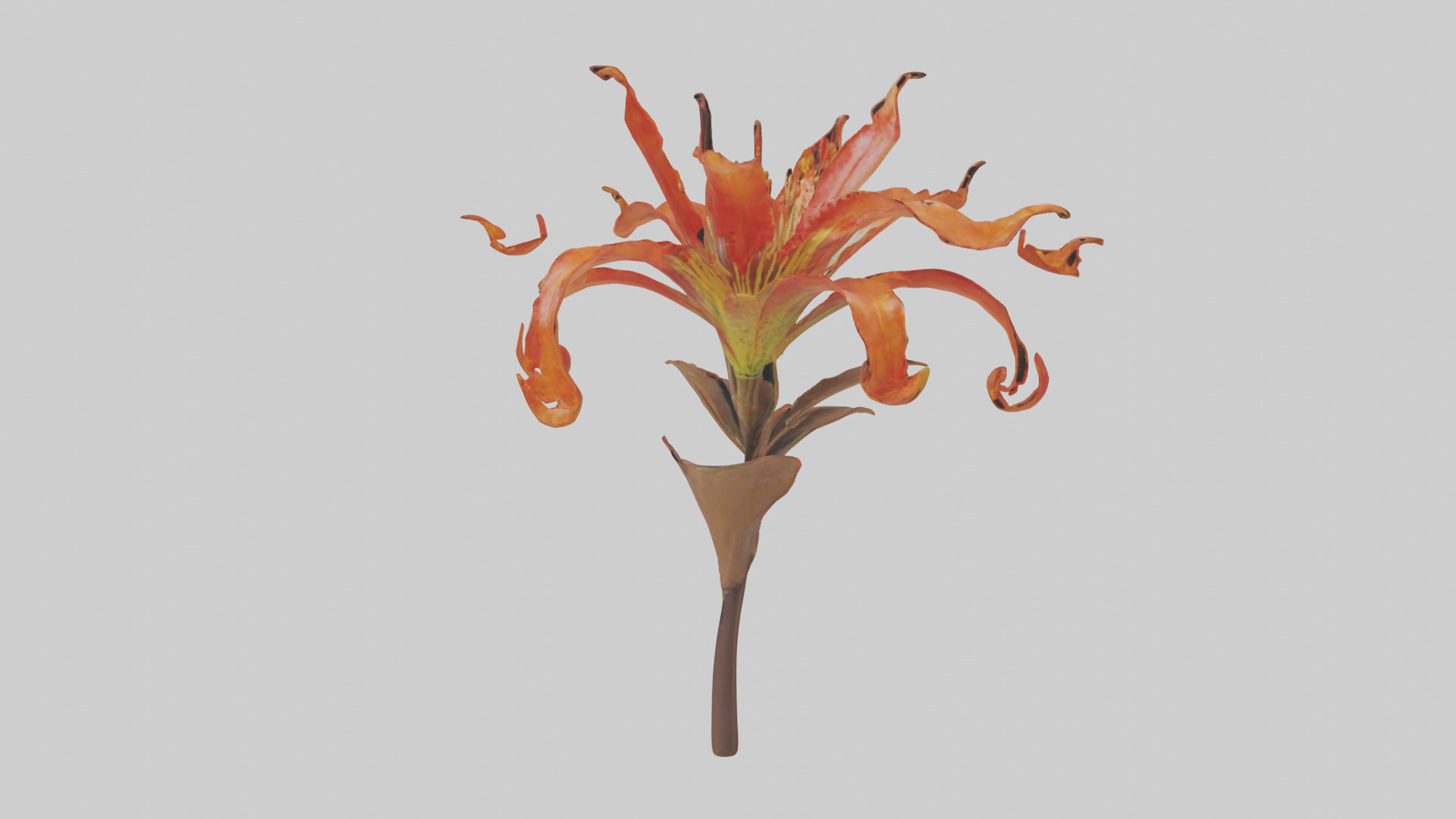 Flame Lily model Low-poly 3D model_15