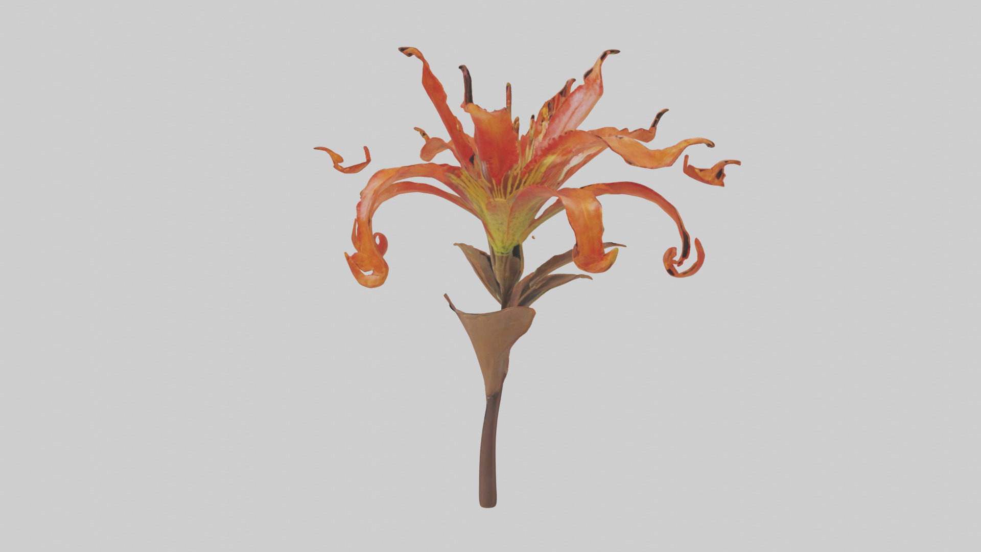 Flame Lily model Low-poly 3D model_13