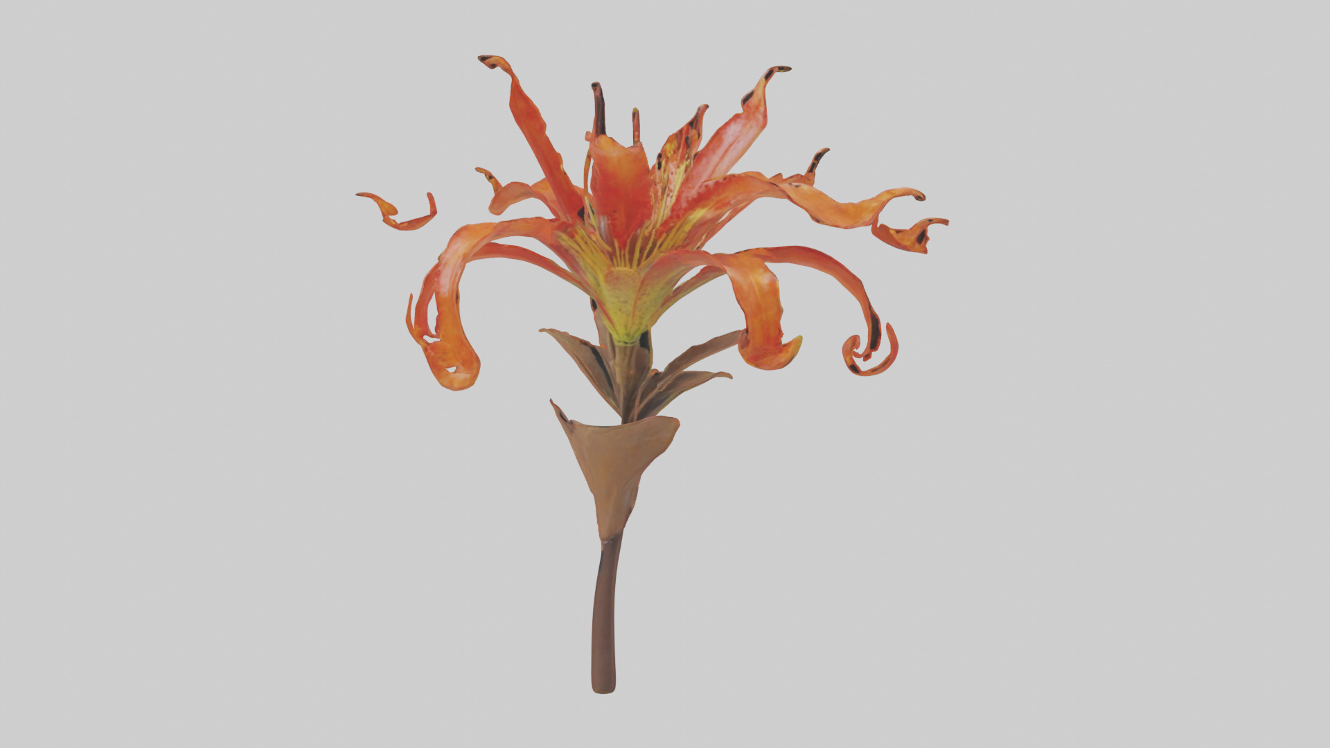 Flame Lily model Low-poly 3D model_14