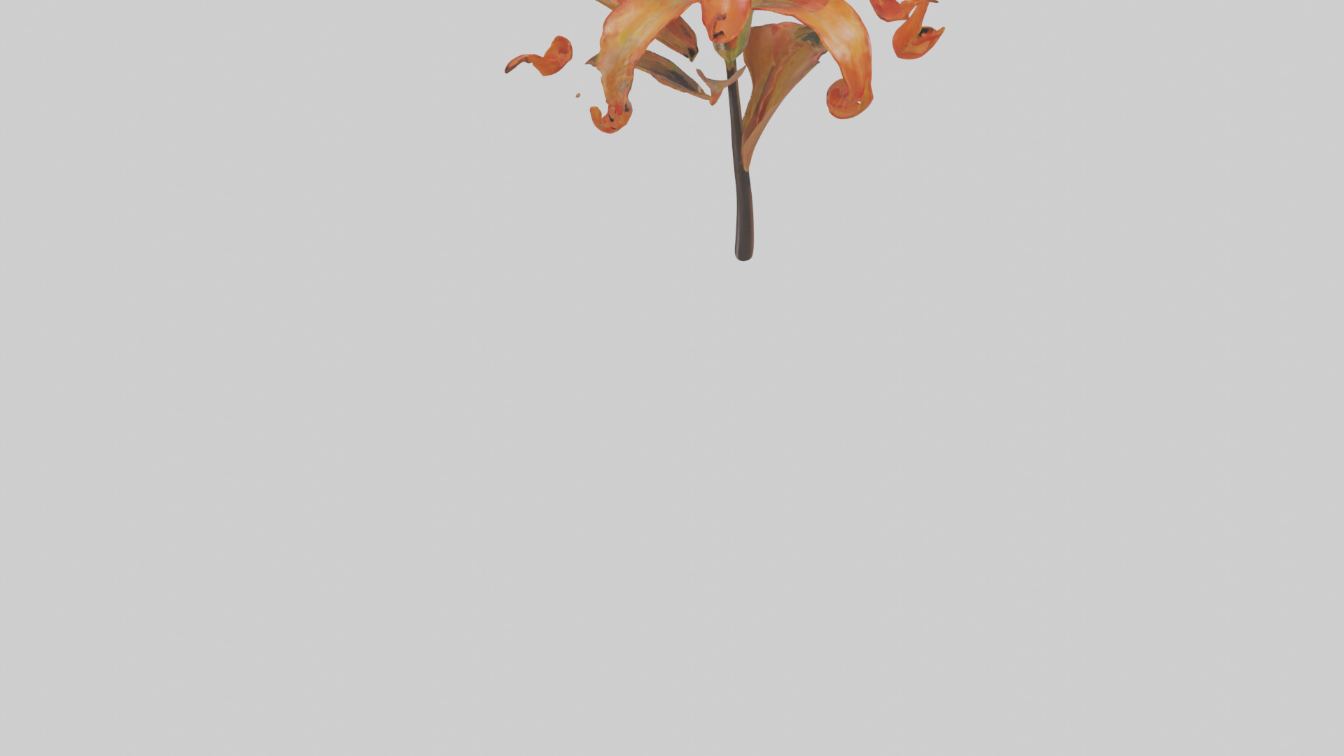 Flame Lily model Low-poly 3D model_4