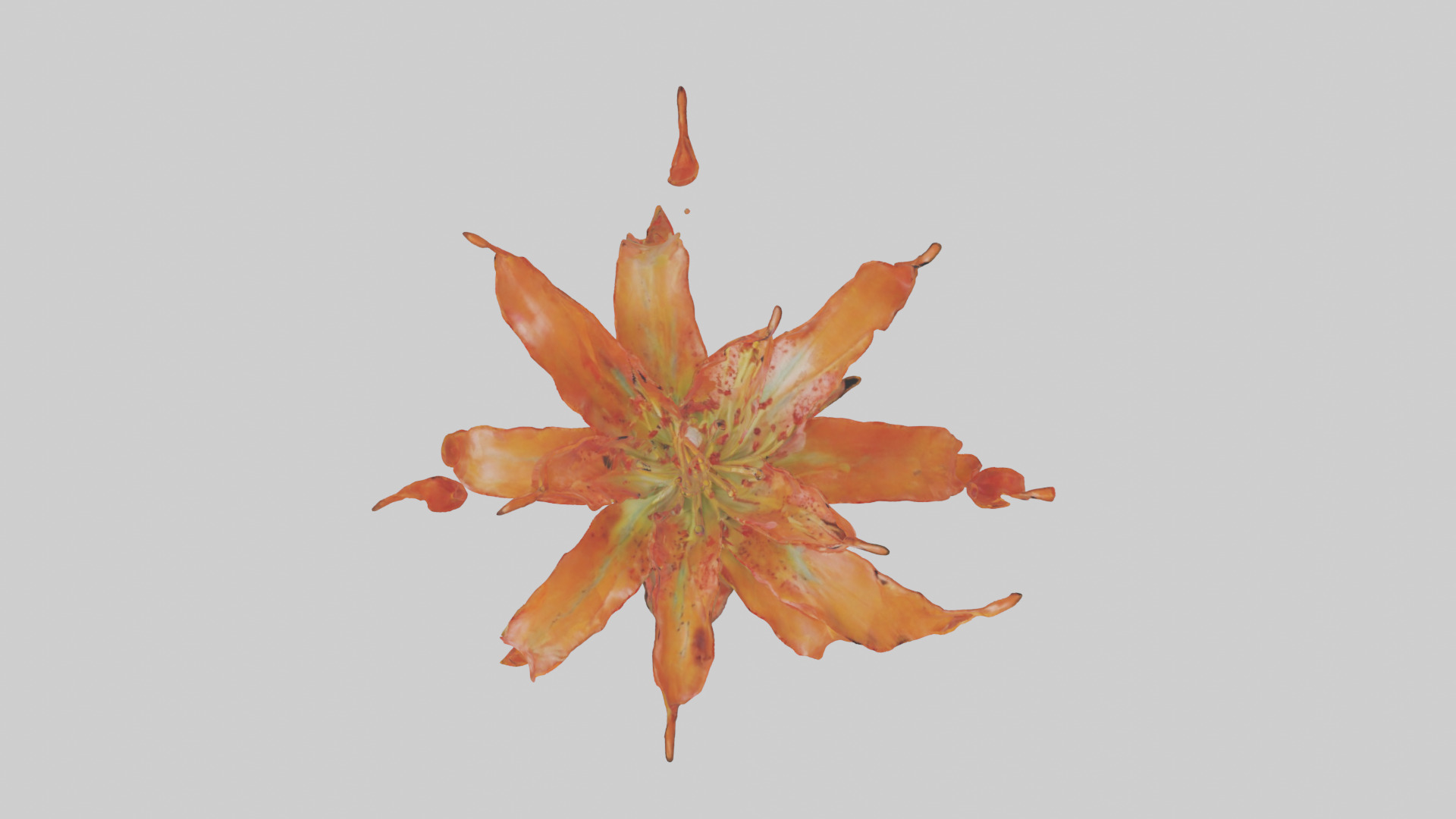 Flame Lily model Low-poly 3D model_24
