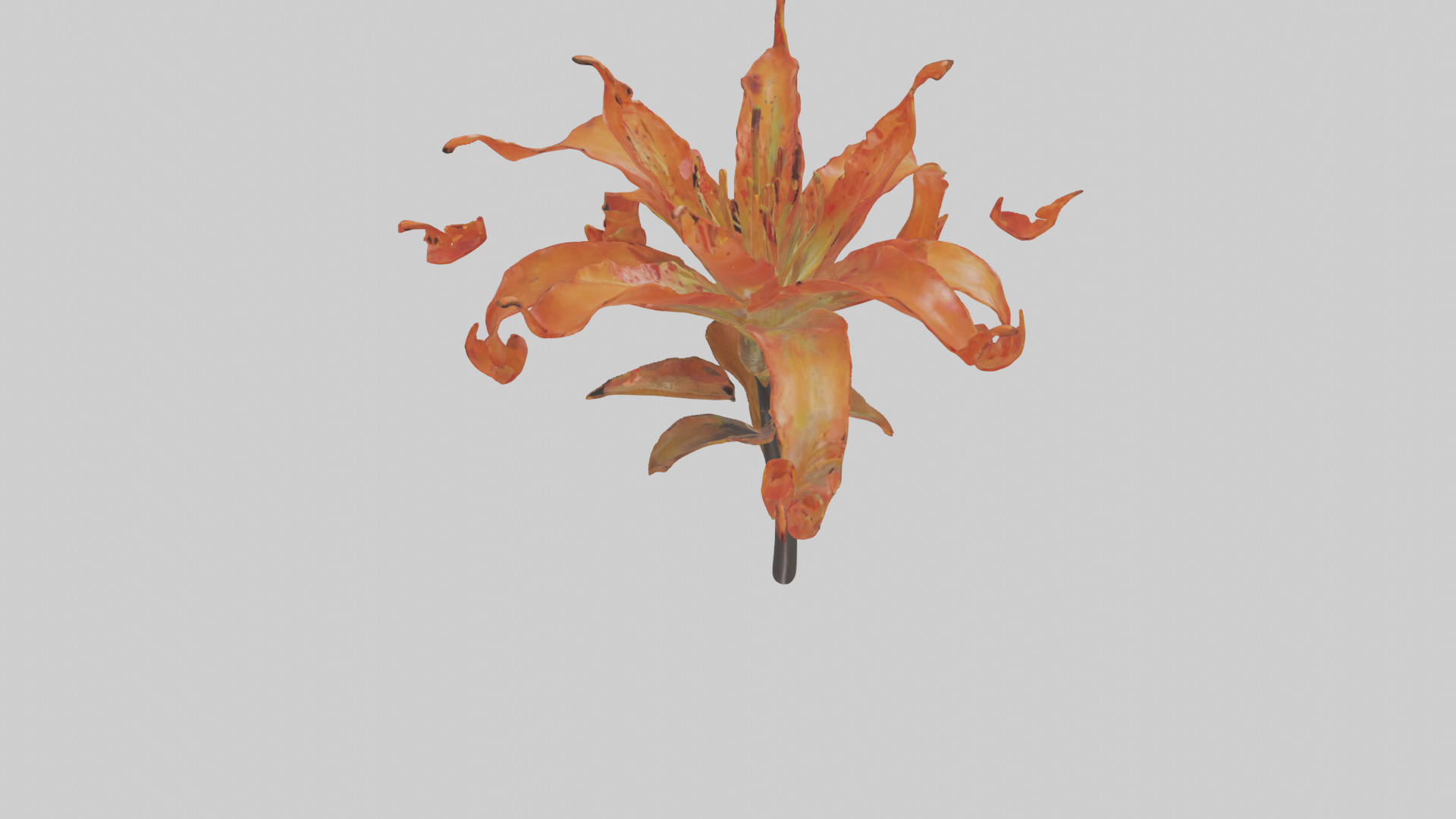 Flame Lily model Low-poly 3D model_25