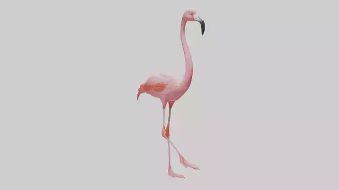 Flamingo wading model Low-poly 3D model