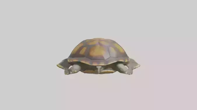 Flatback Turtle resting model