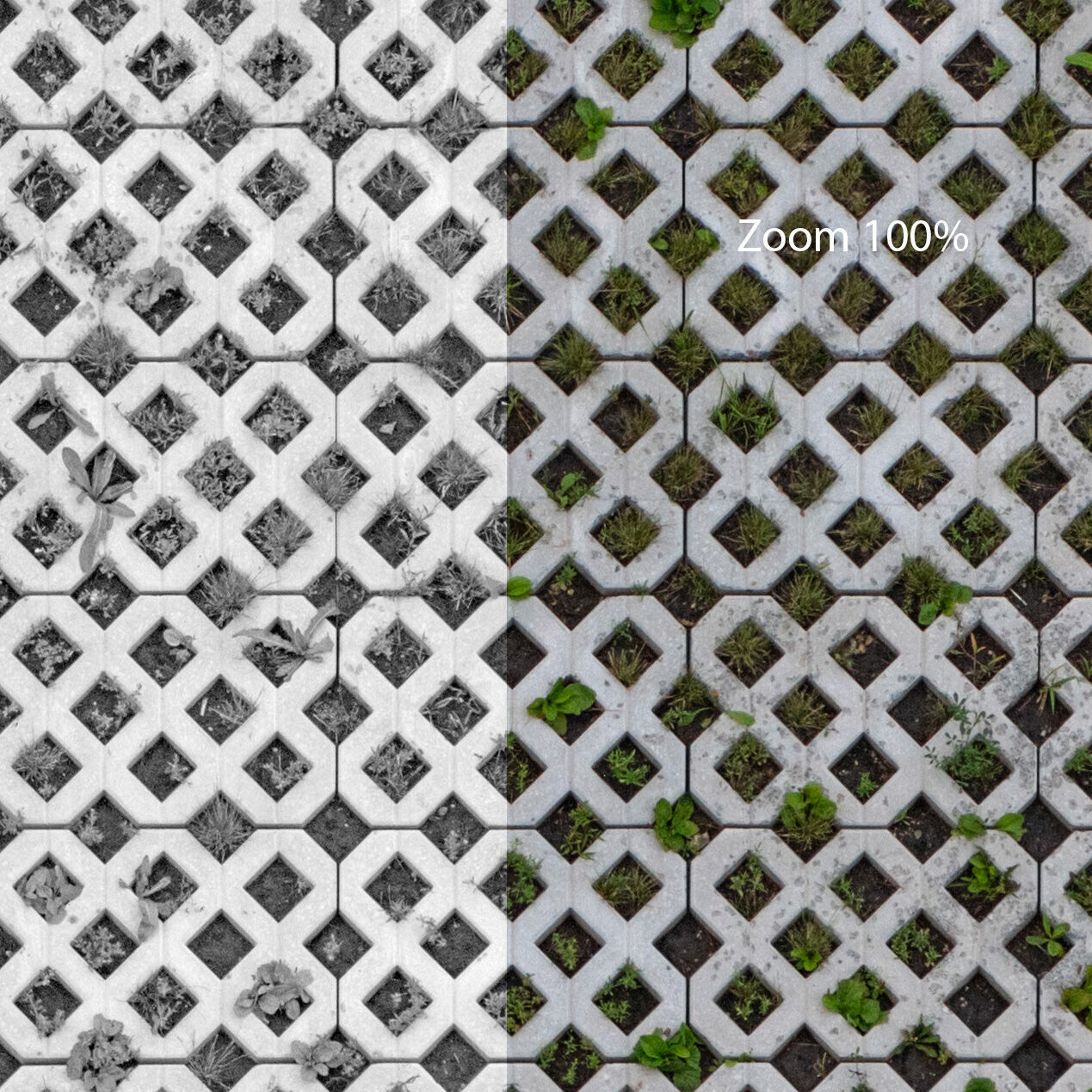 Seamless lawn parking material Texture_1