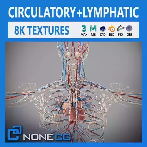 Human Male Circulatory and Lymphatic Anatomy 3D model
