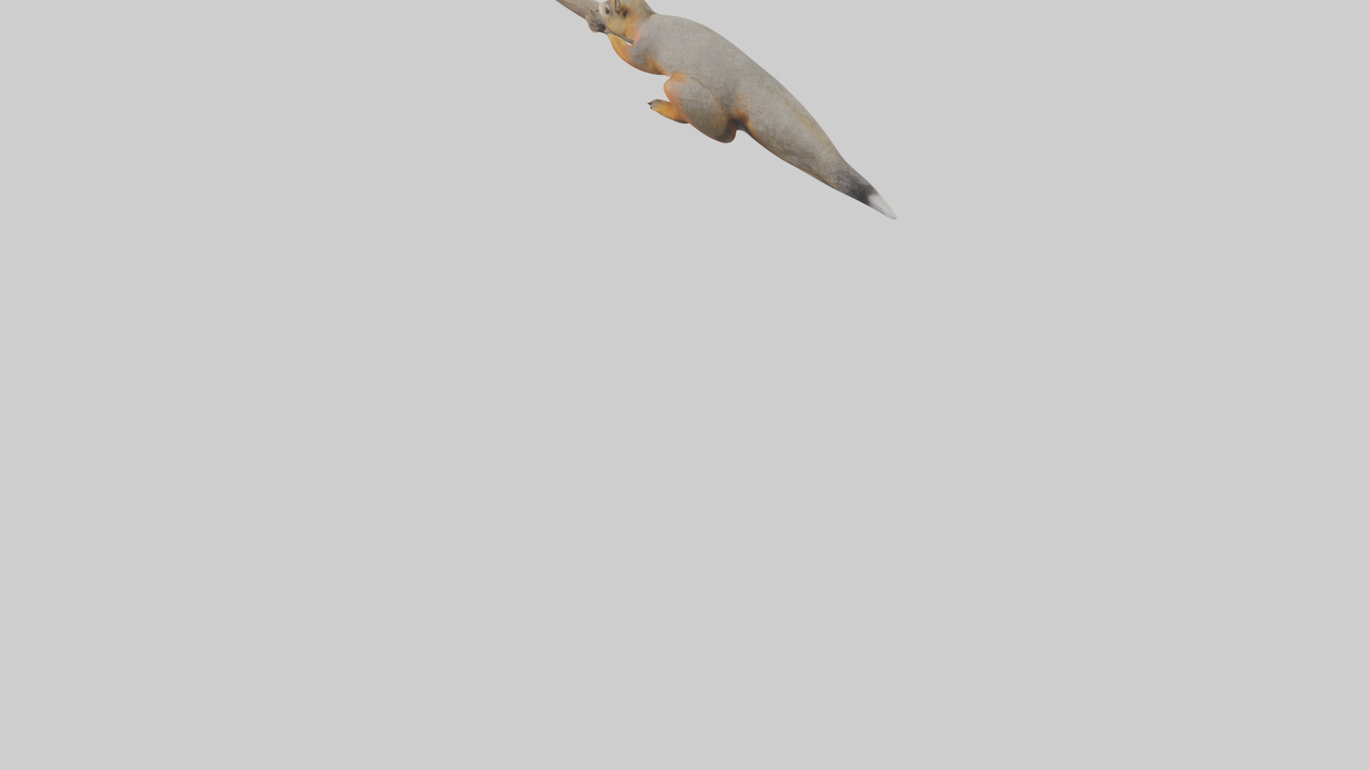 Fox Squirrel perched model Low-poly 3D model_3