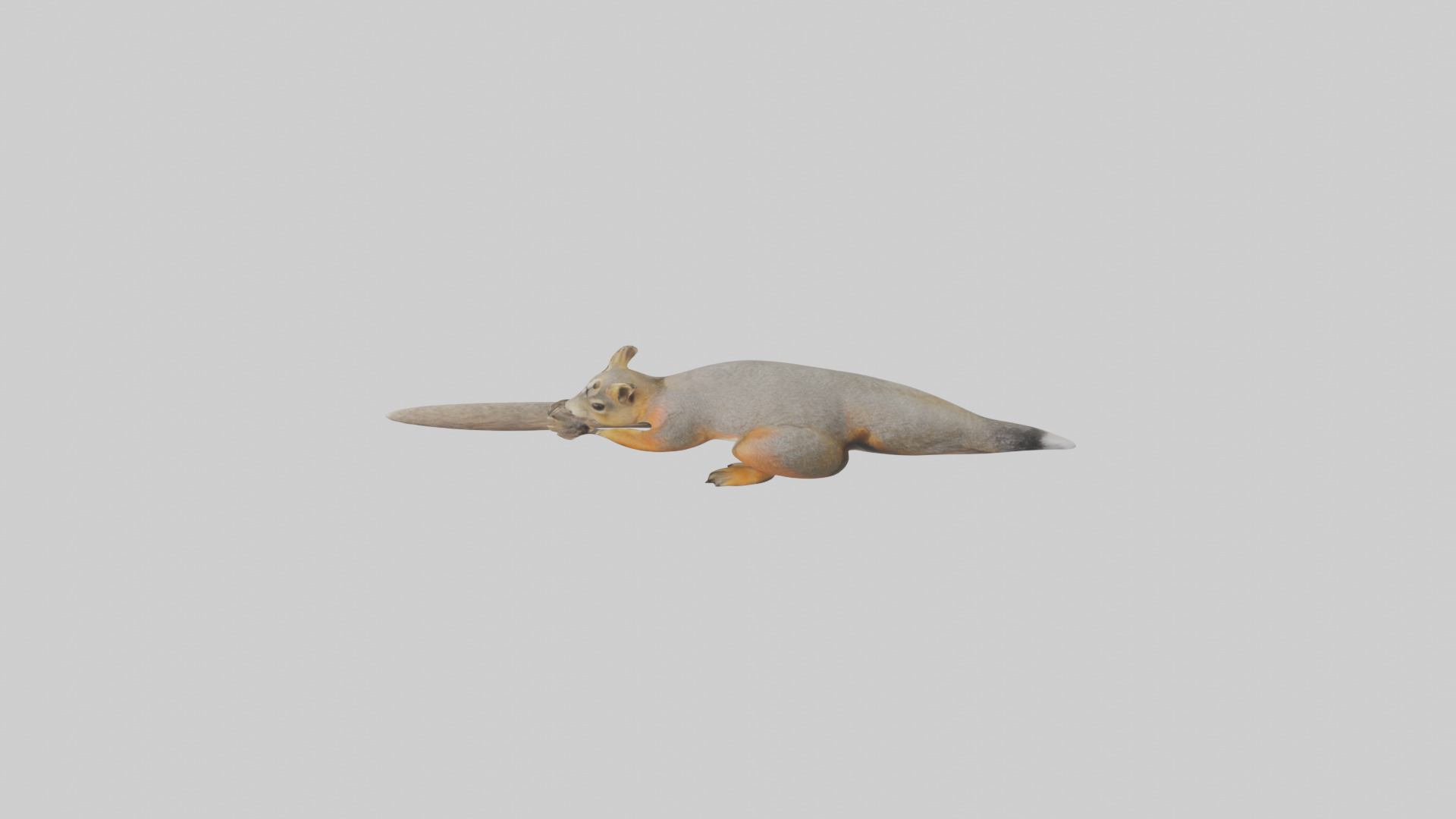 Fox Squirrel perched model Low-poly 3D model_27