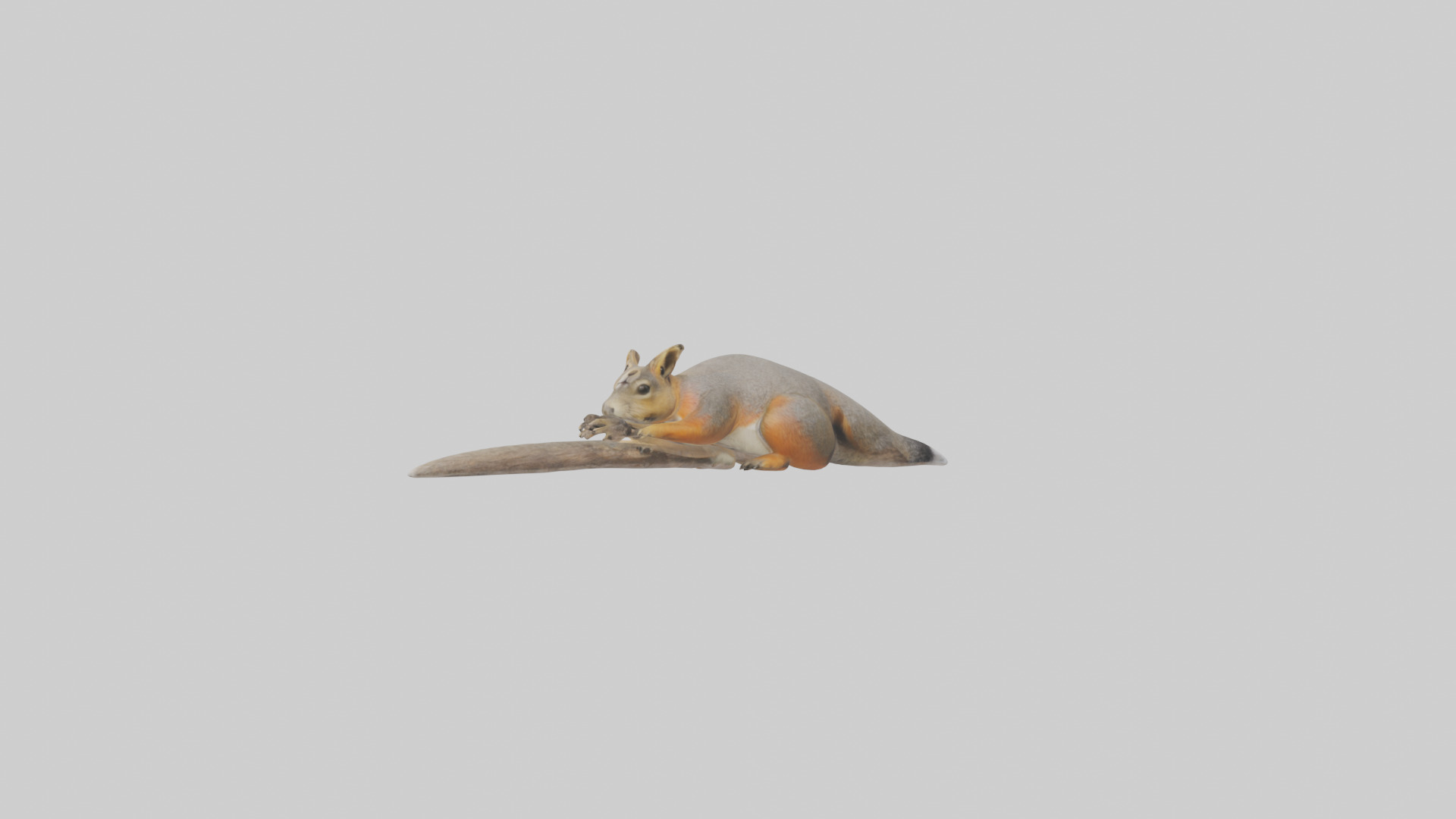 Fox Squirrel perched model Low-poly 3D model_11