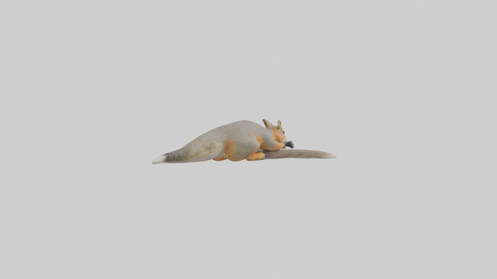 Fox Squirrel perched model Low-poly 3D model_2