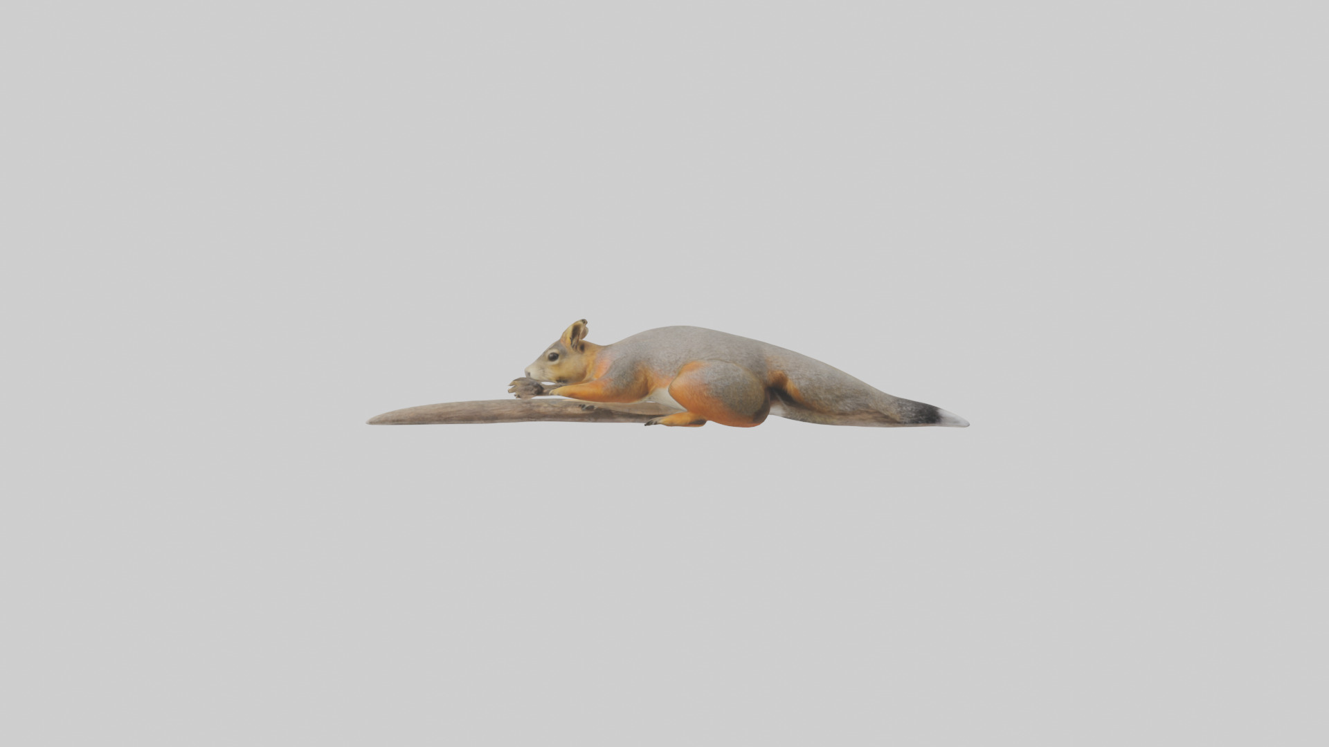 Fox Squirrel perched model Low-poly 3D model_22