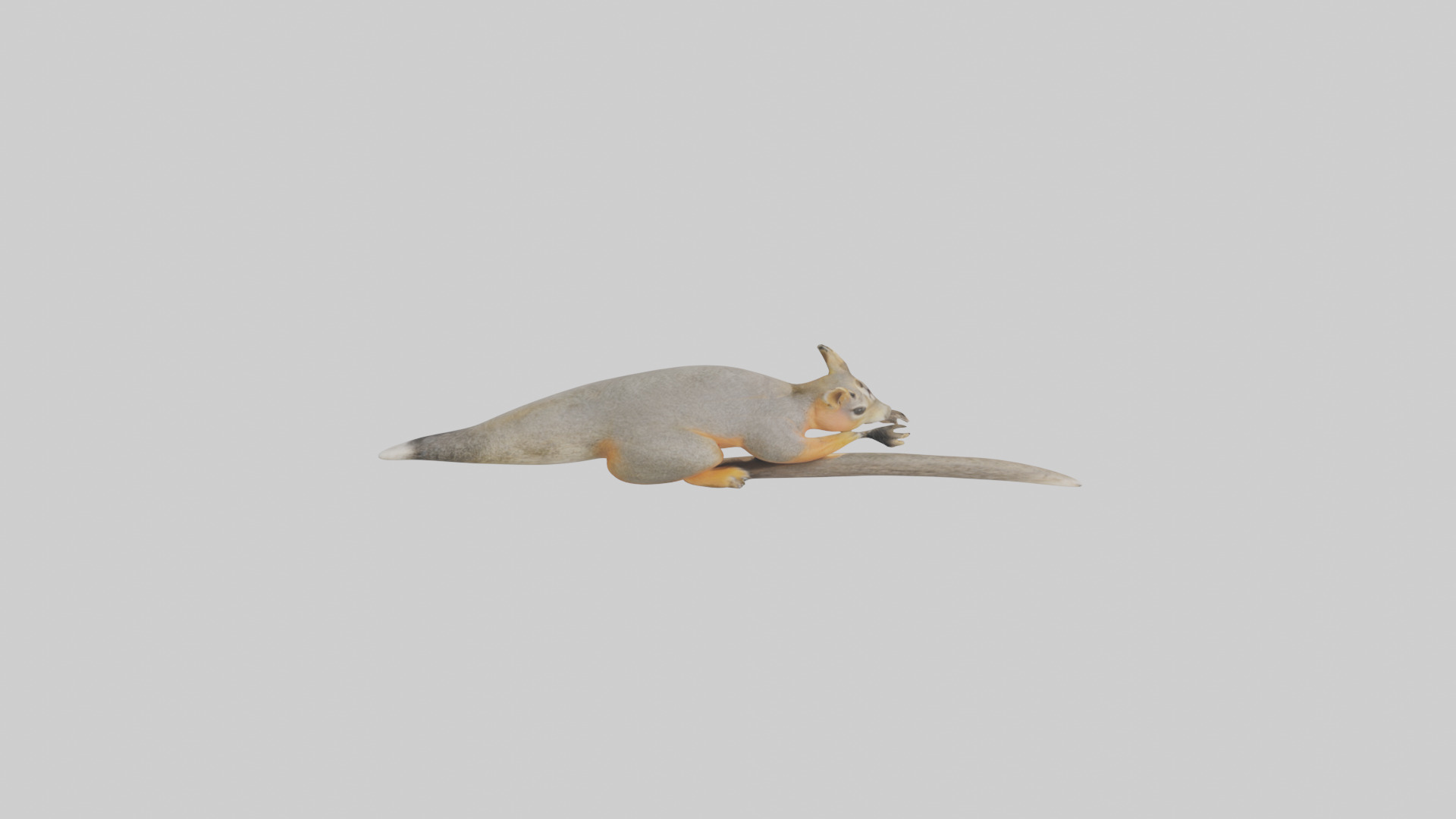 Fox Squirrel perched model Low-poly 3D model_28