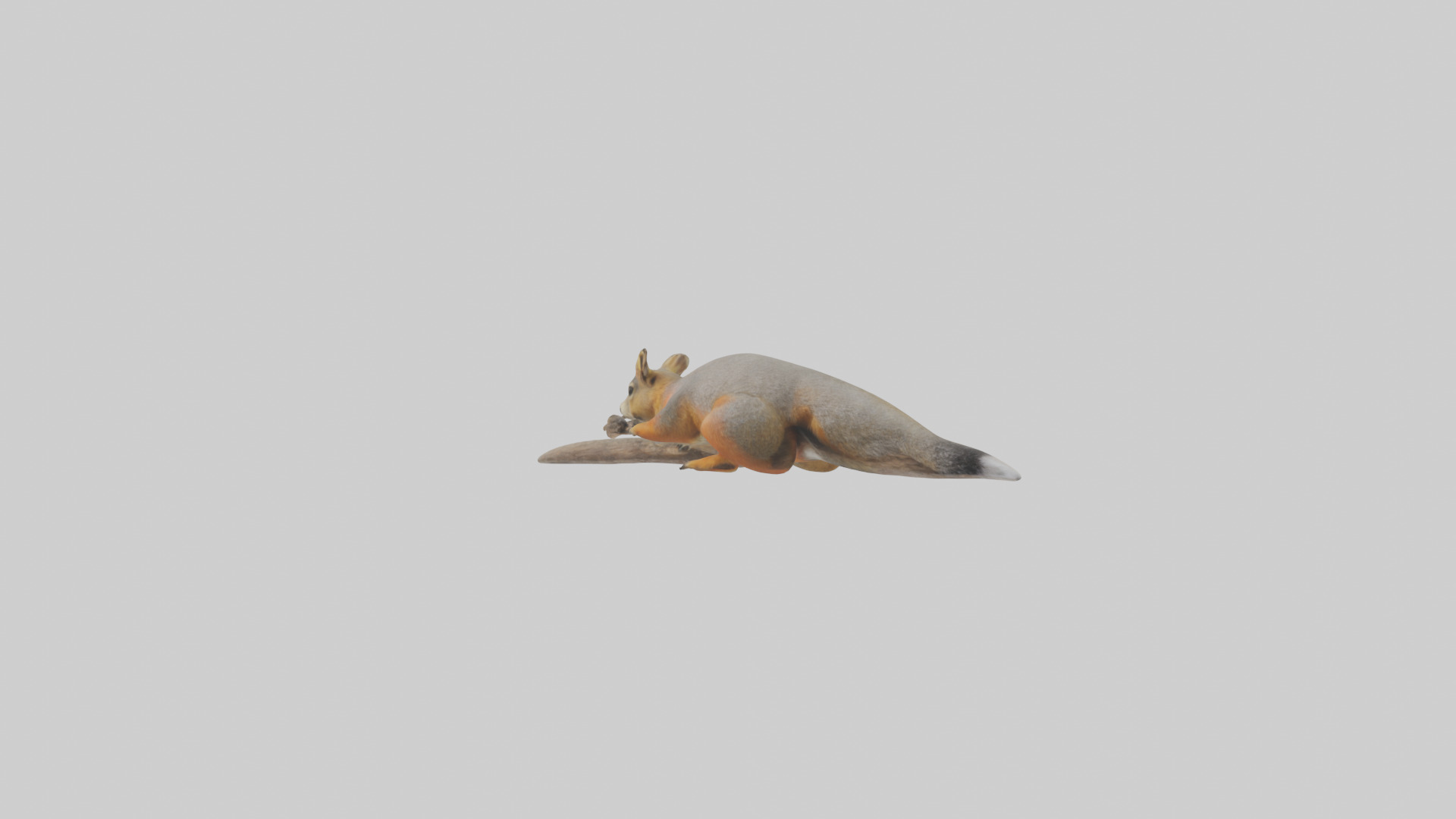 Fox Squirrel perched model Low-poly 3D model_1