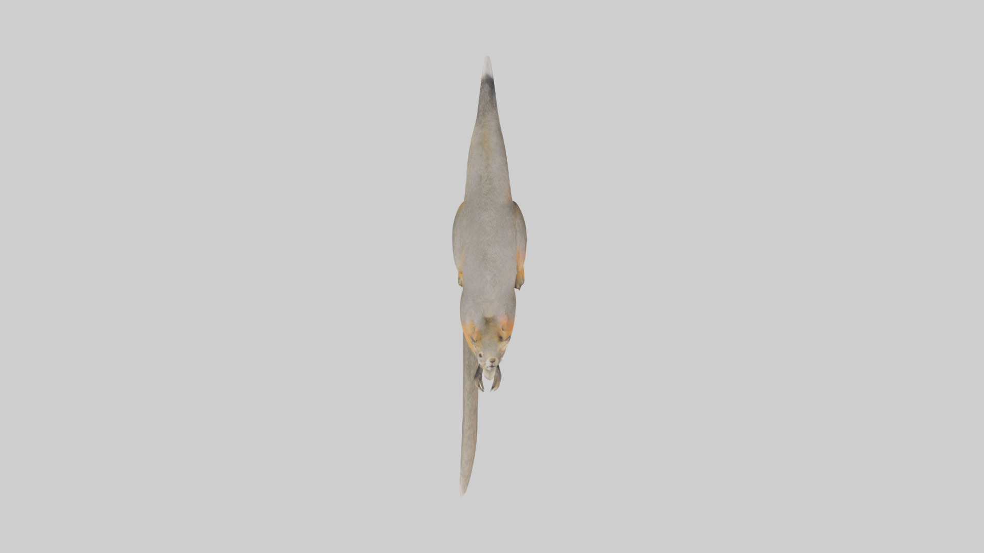 Fox Squirrel perched model Low-poly 3D model_24