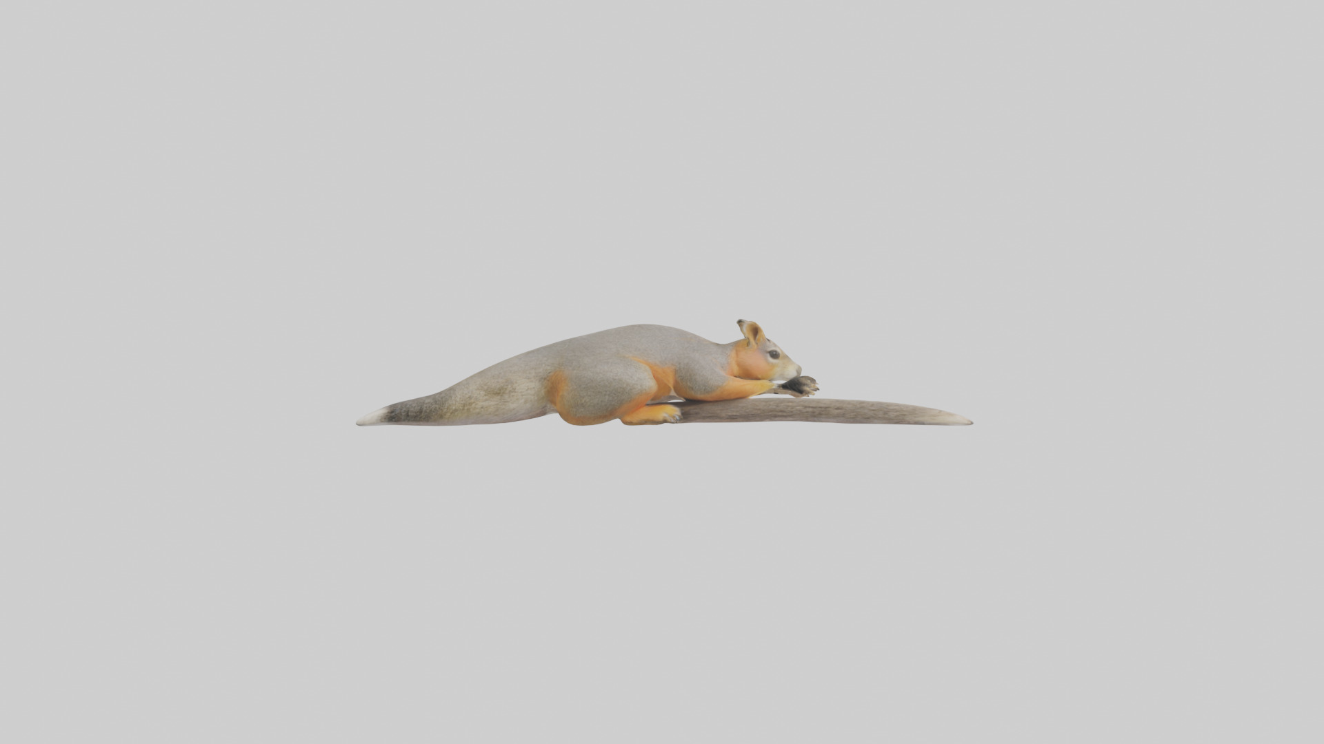 Fox Squirrel perched model Low-poly 3D model_23